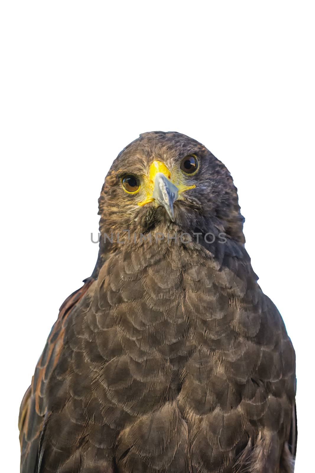 Portrait of golden eagle (Aquila chrysaetos) isolated on a white background