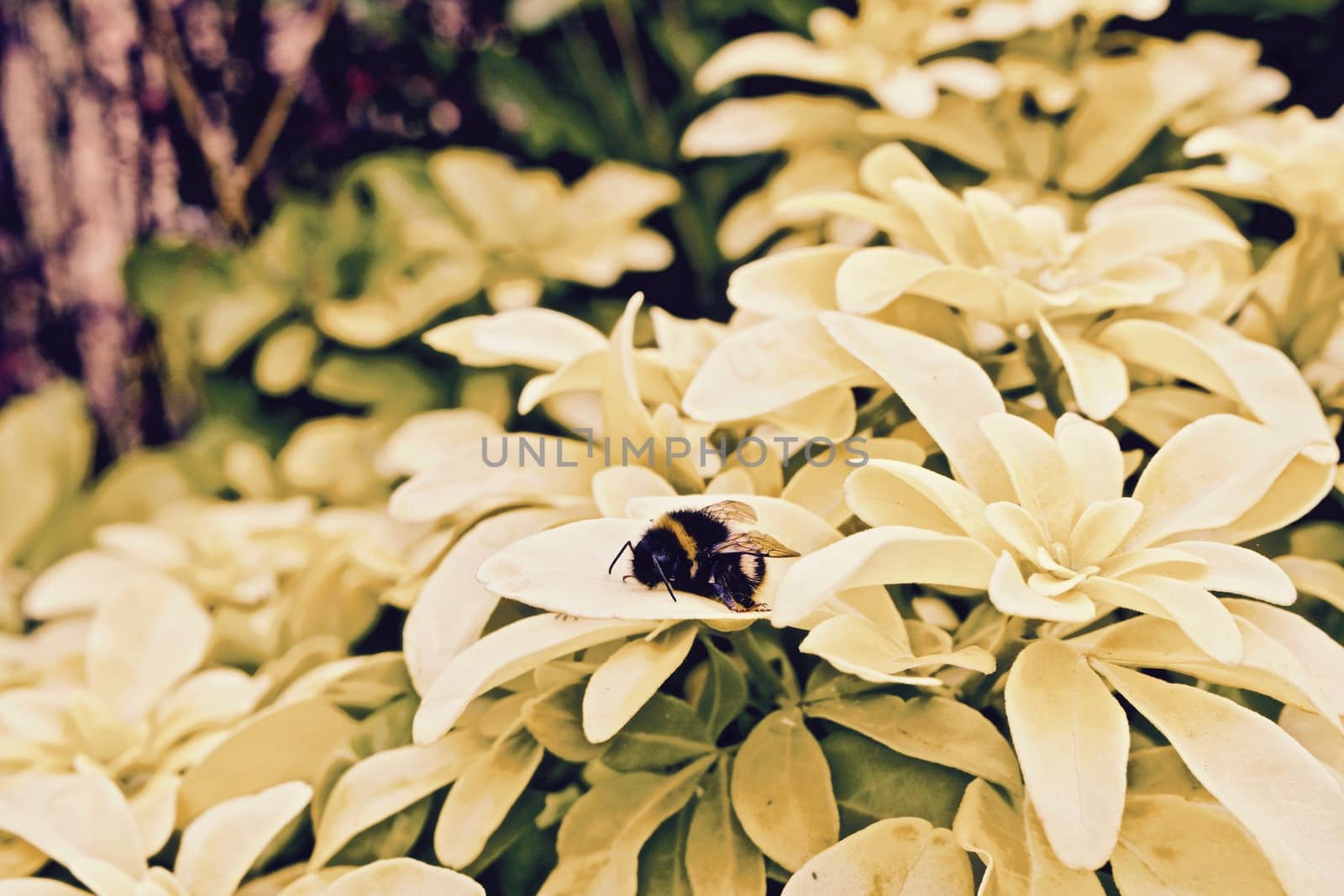 Small bee on yellow flowers. Green natural concept.