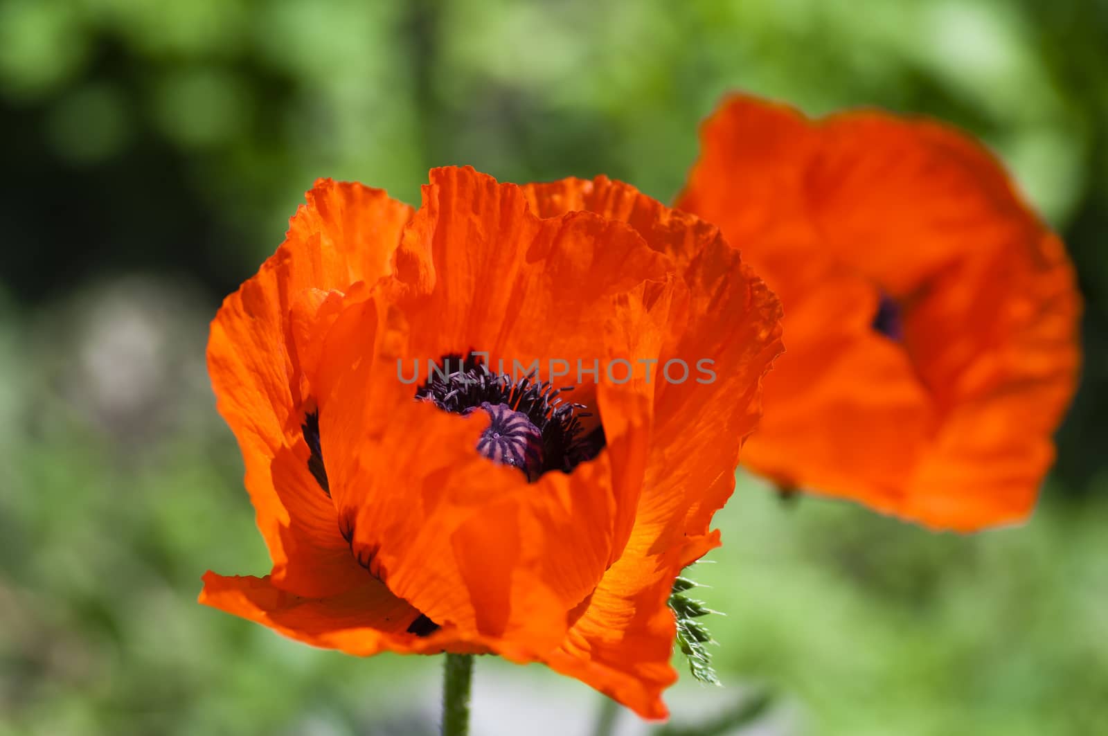 bright blooming red poppy on the red flowers blurred light background
