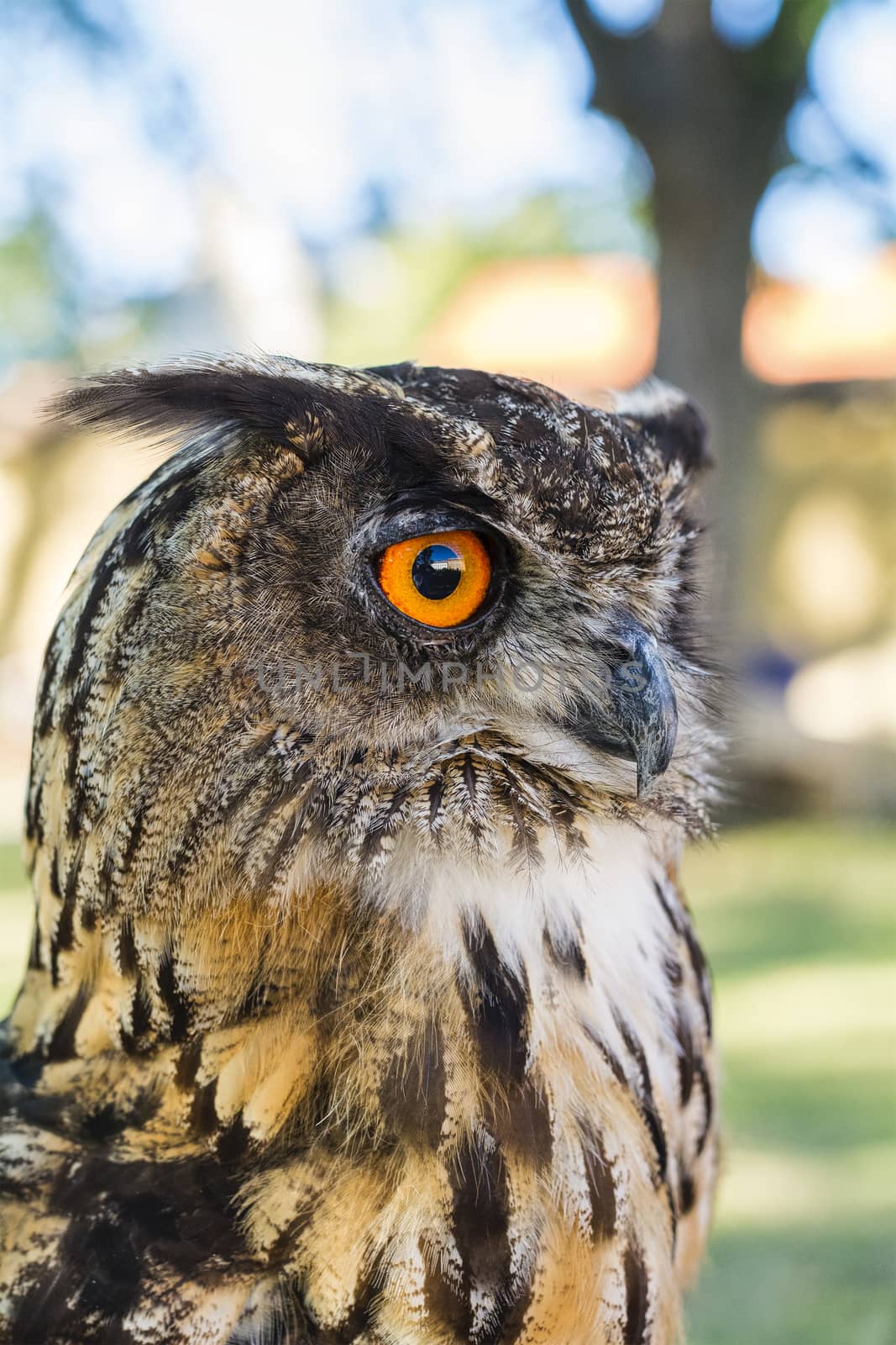 Portrait of Eagle owl (Bubo bubo) with blurred background