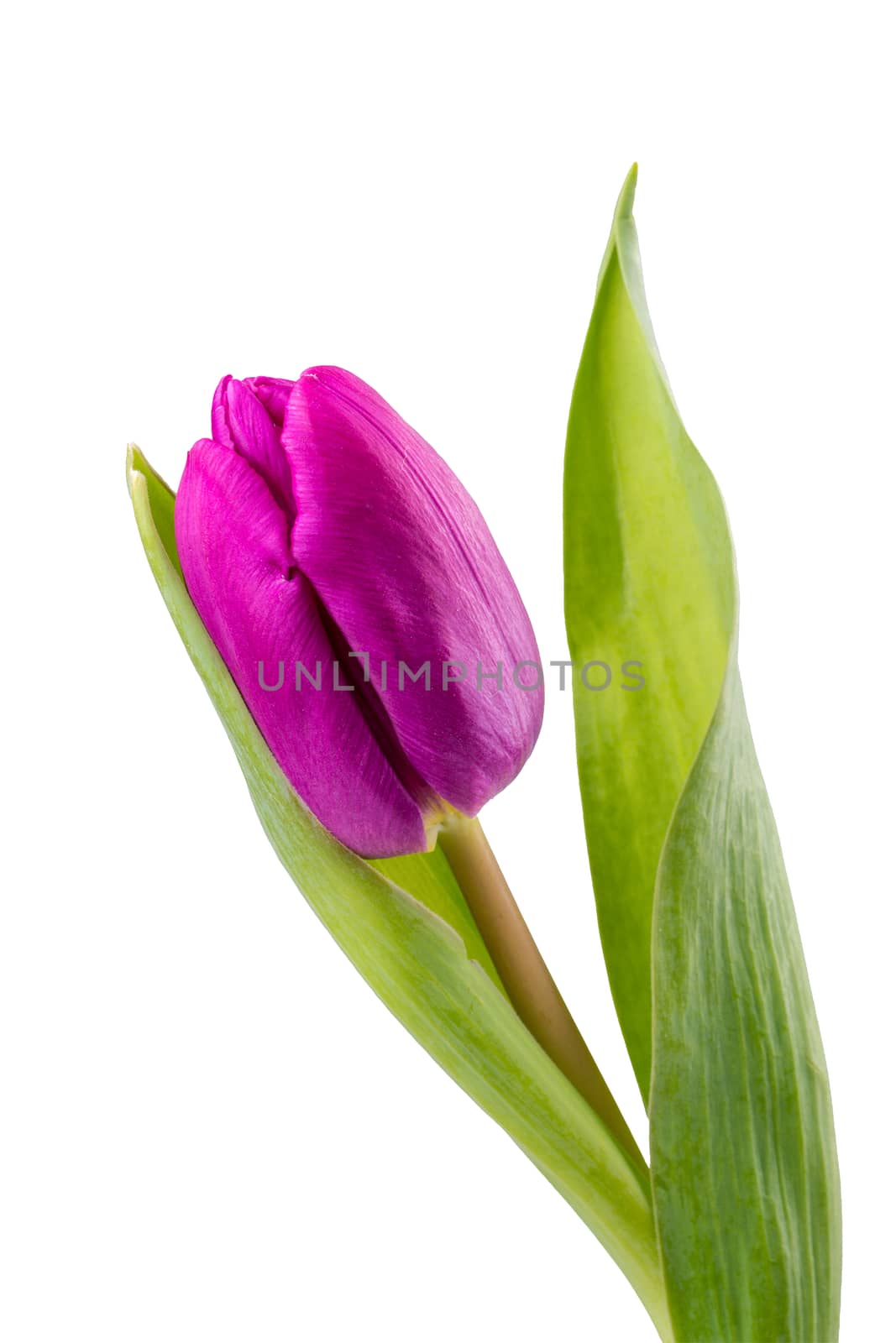 Violet tulip isolated on a white background