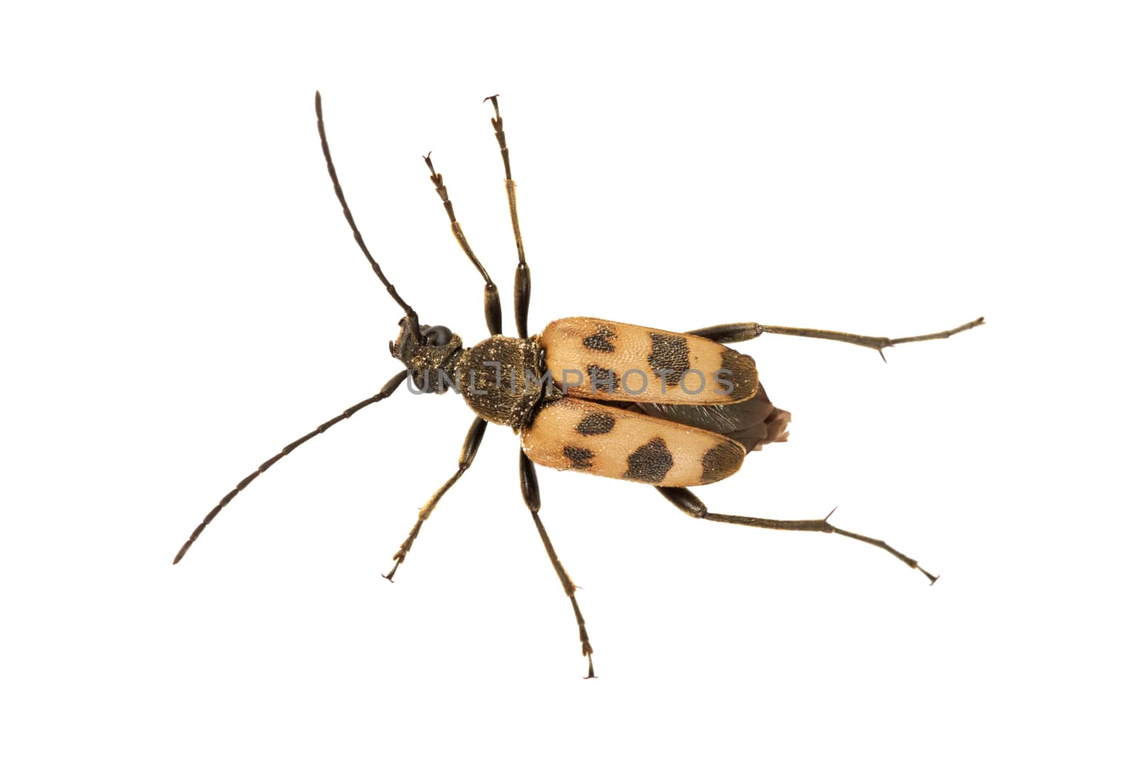 Beetle Judolia cerambyciformis isolated on a white background