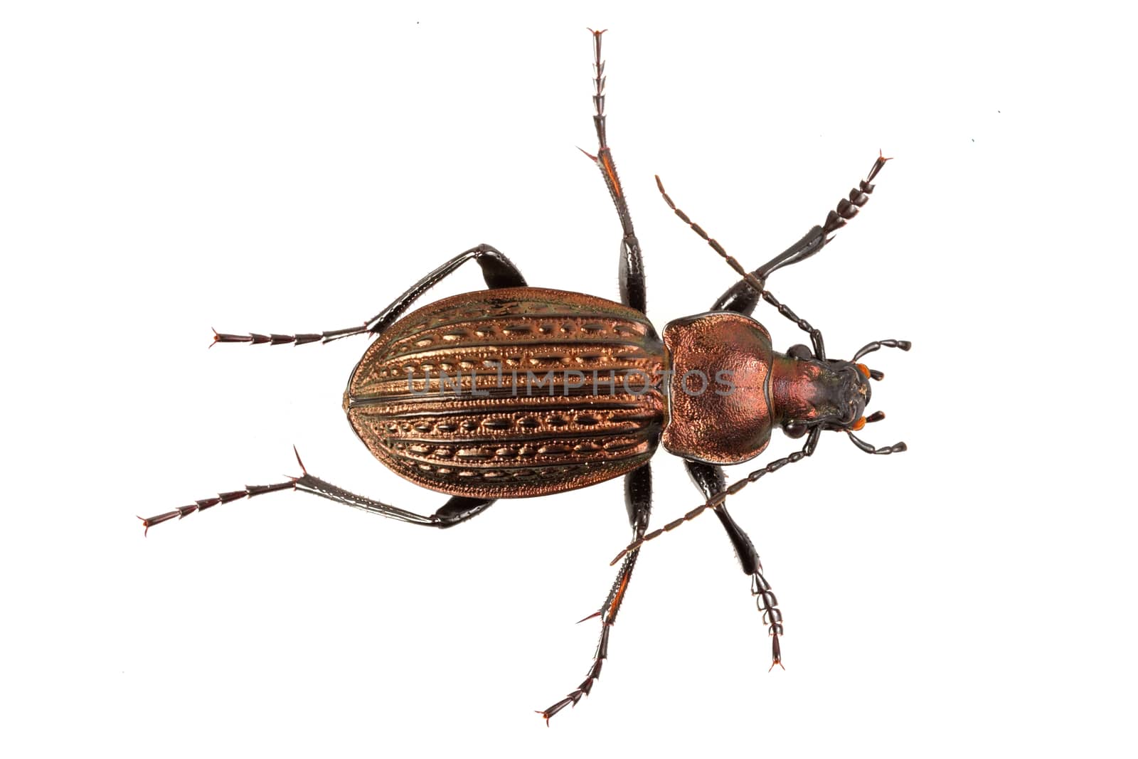 Ground beetle (Detail of head of ground beetle) isolated on a white background