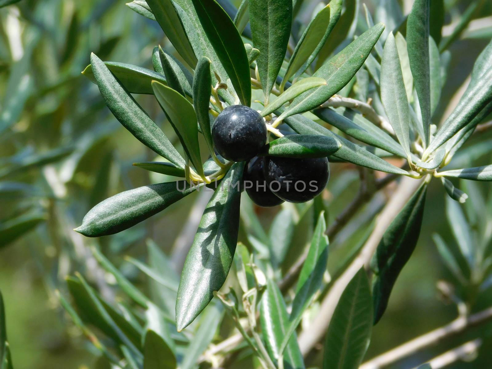 olive tree