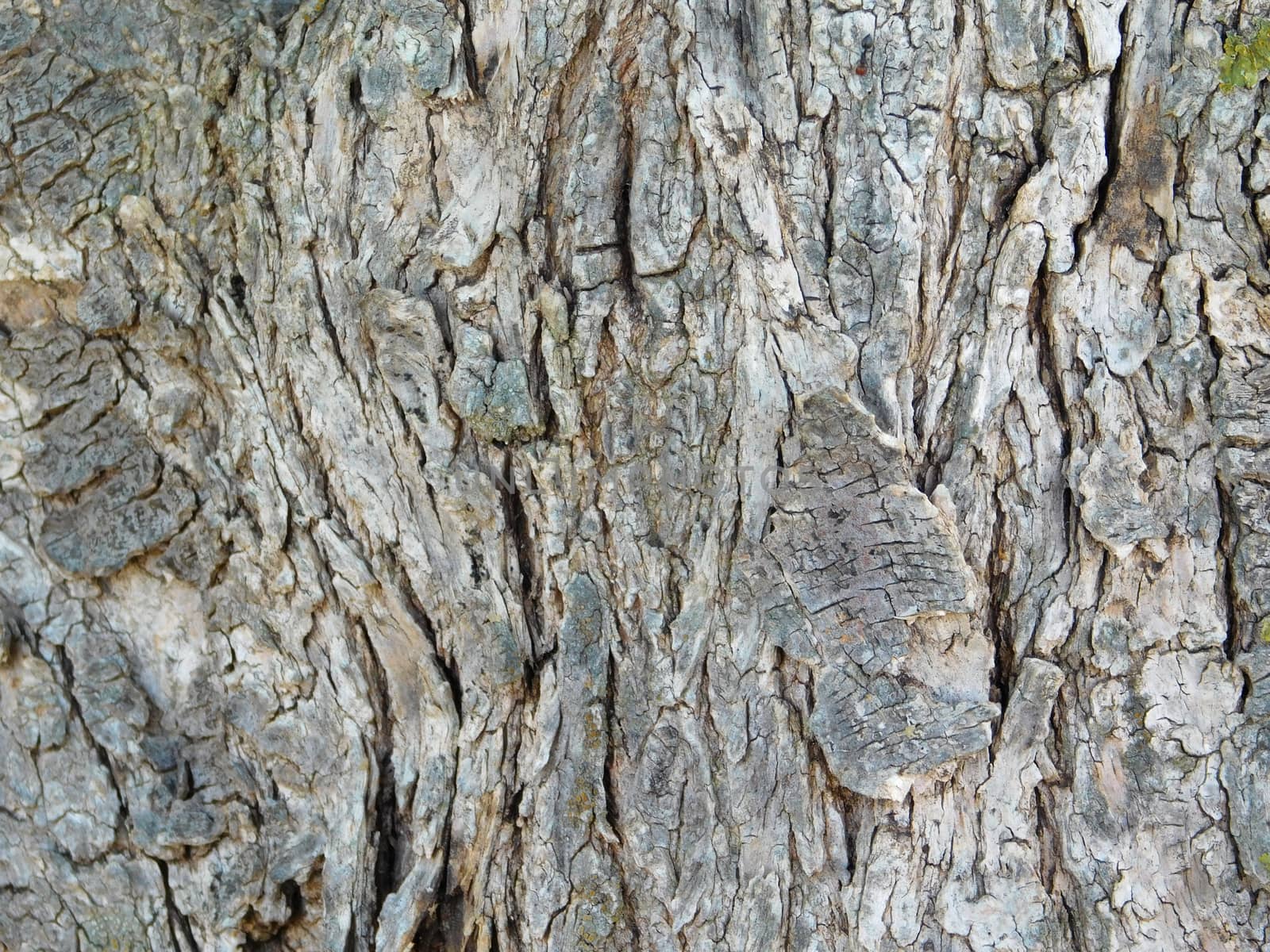 tree trunk texture
