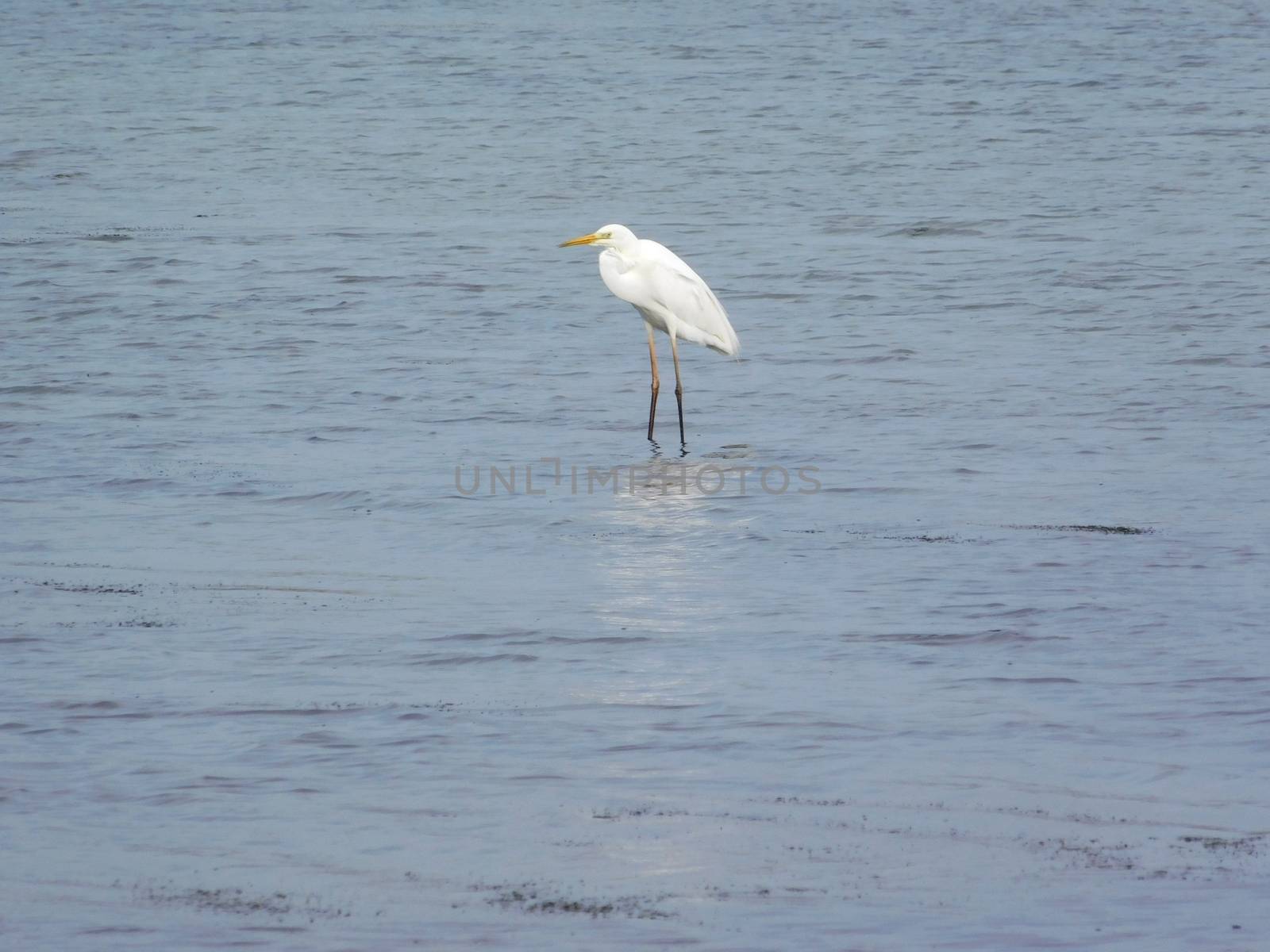 crane on the lake