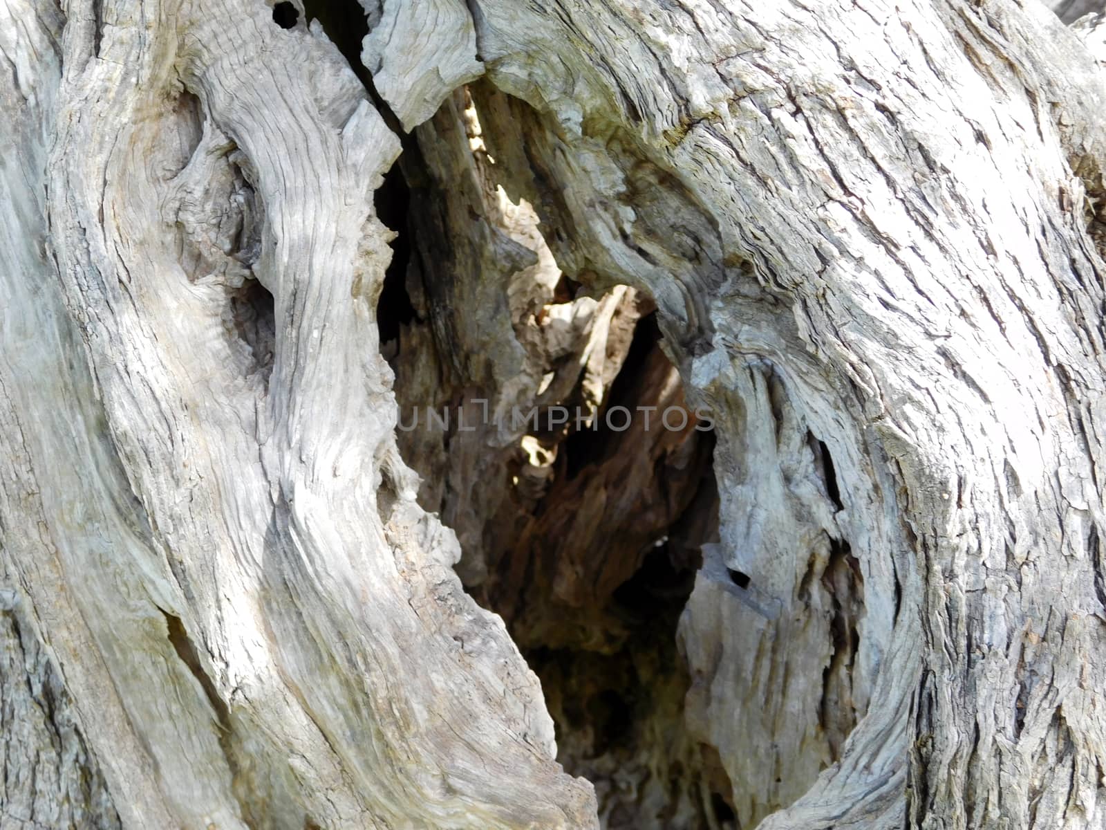 tree trunk texture