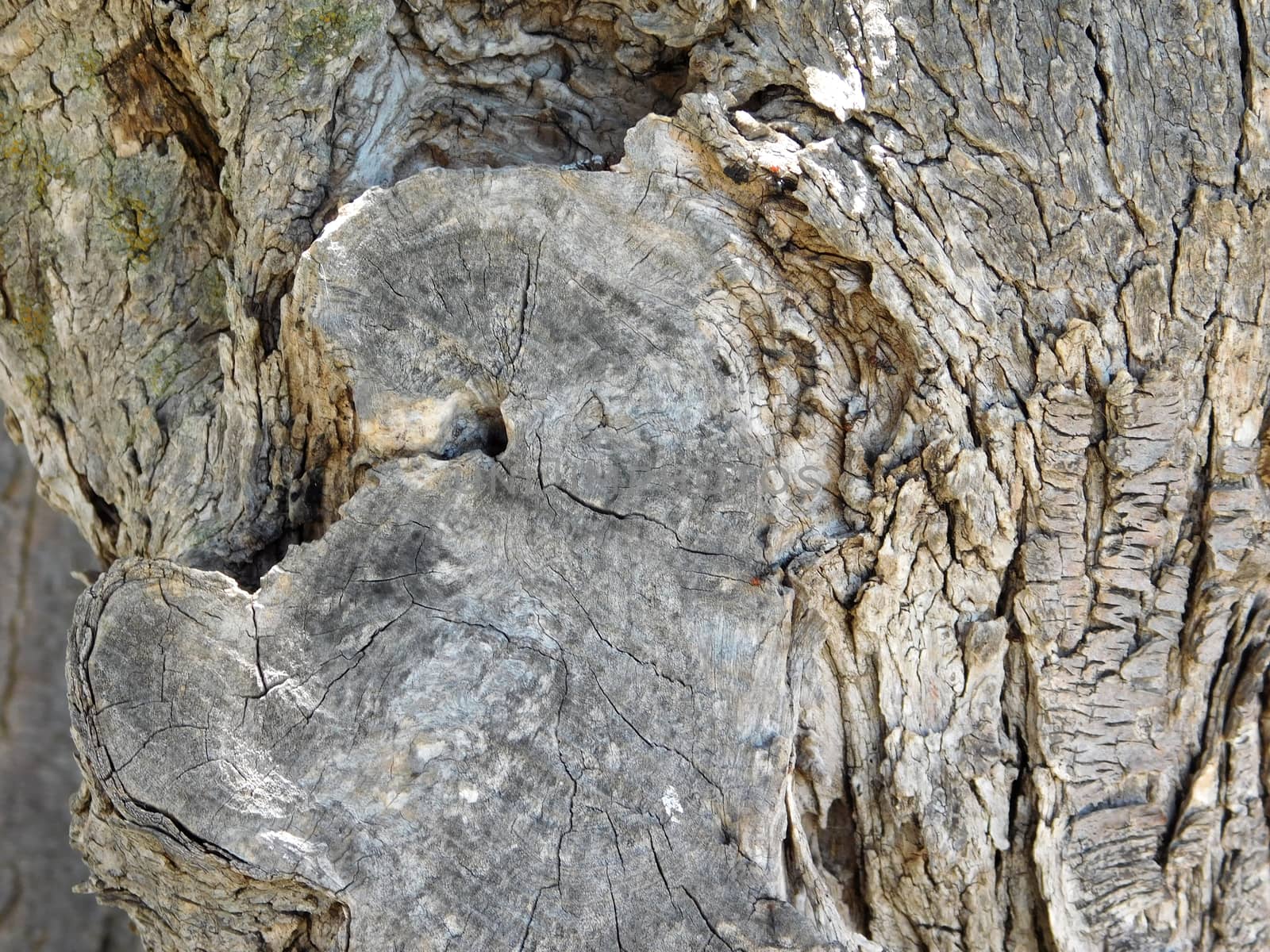 tree trunk