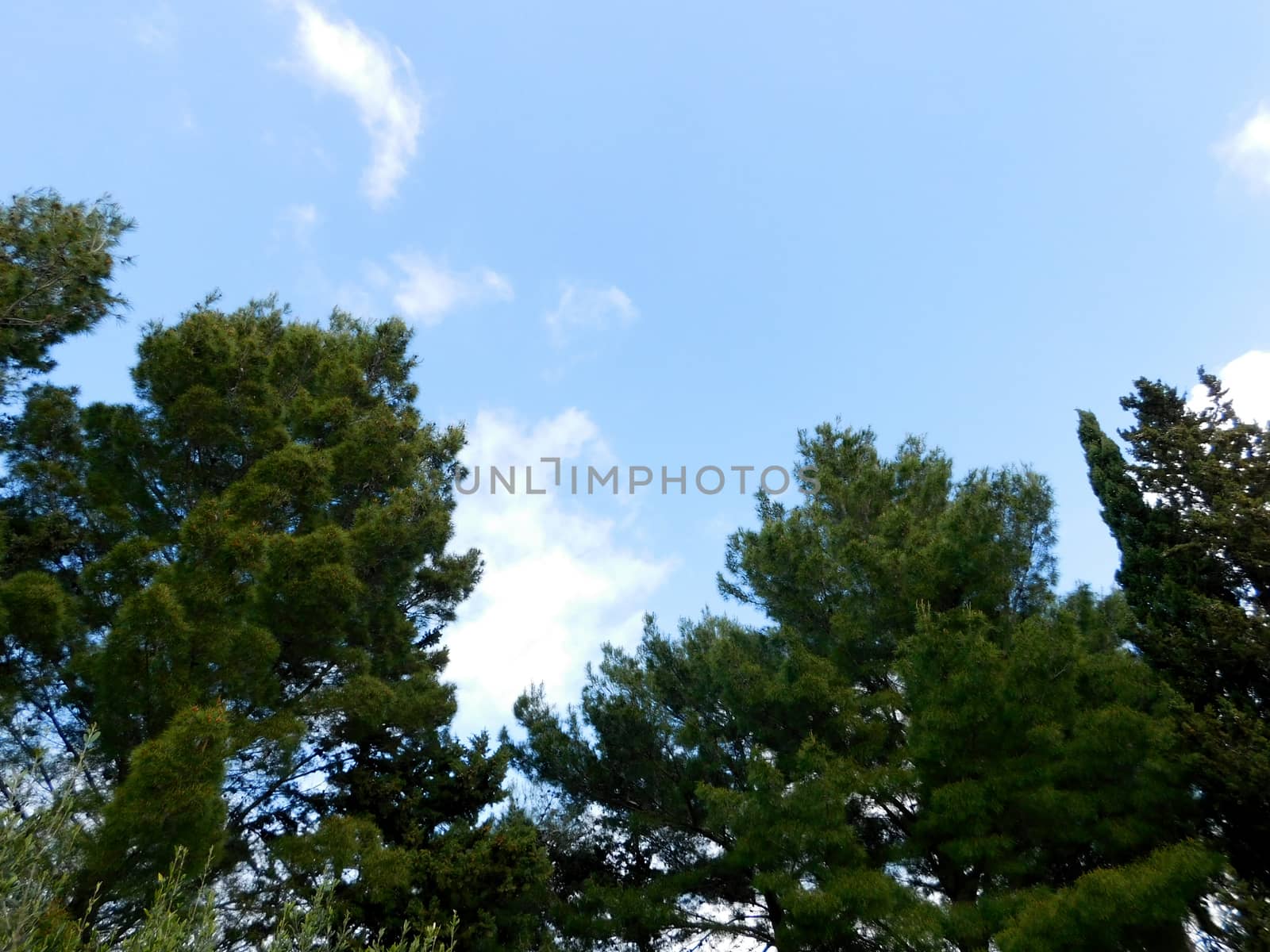 trees
