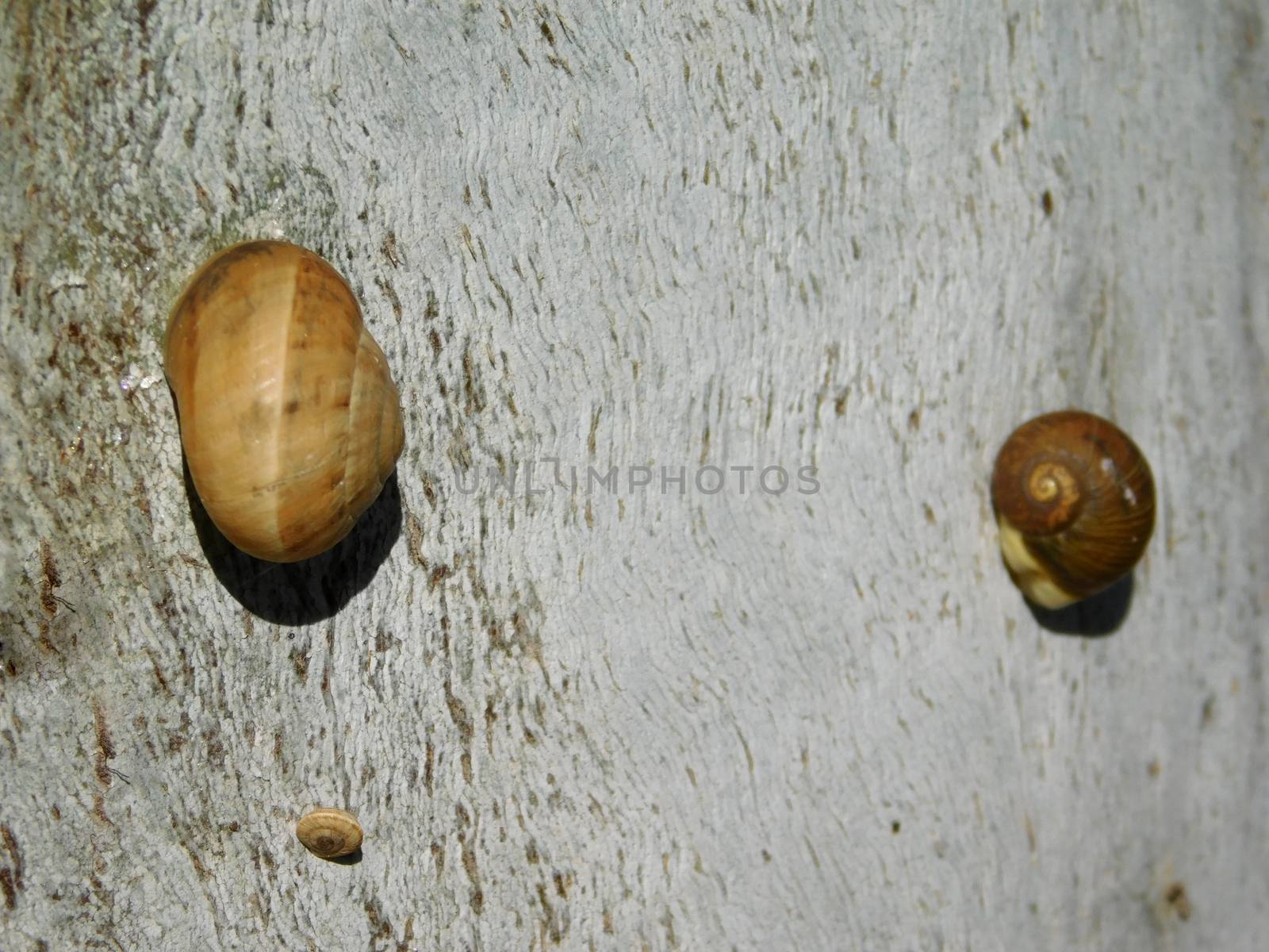 snails