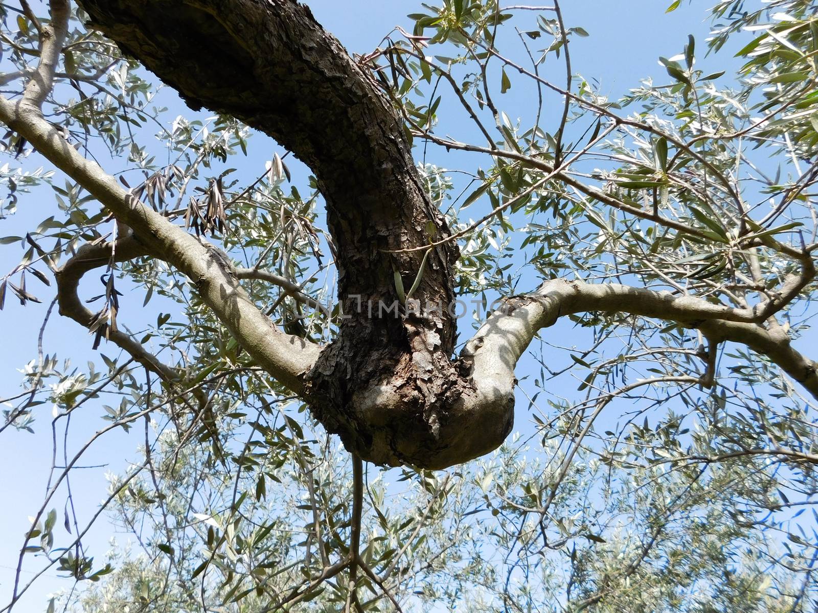 olive tree