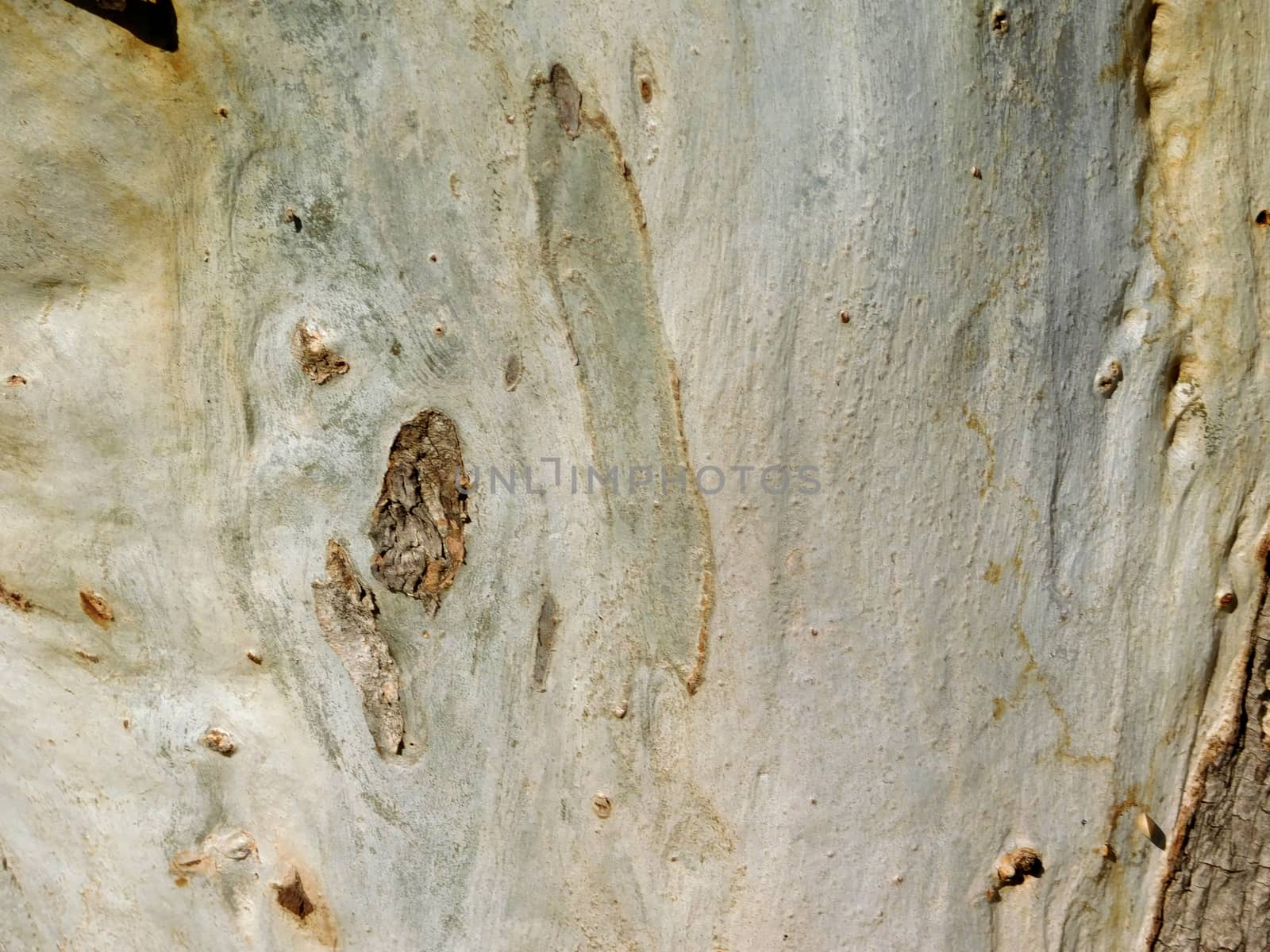 tree trunk texture