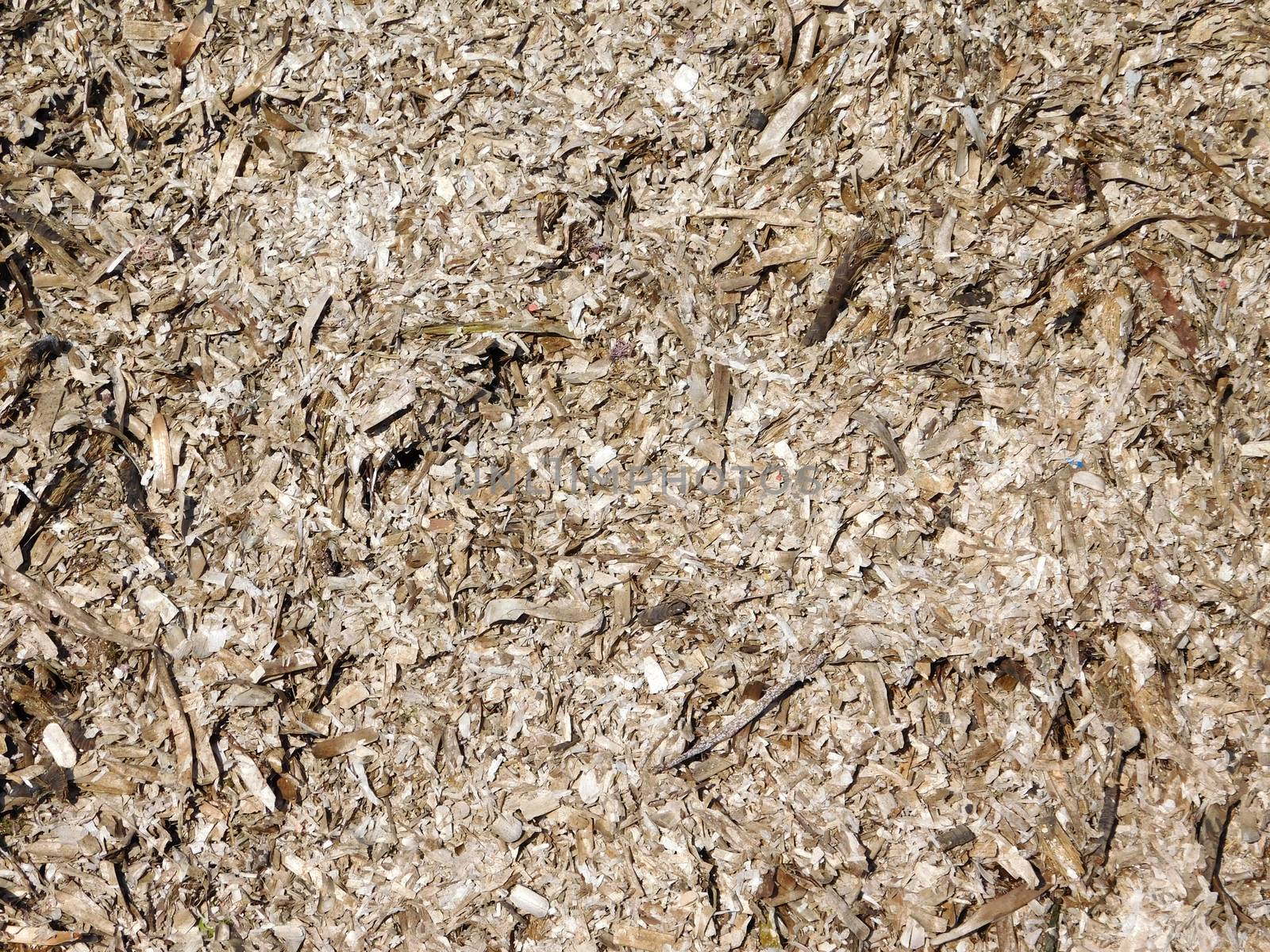 algae texture