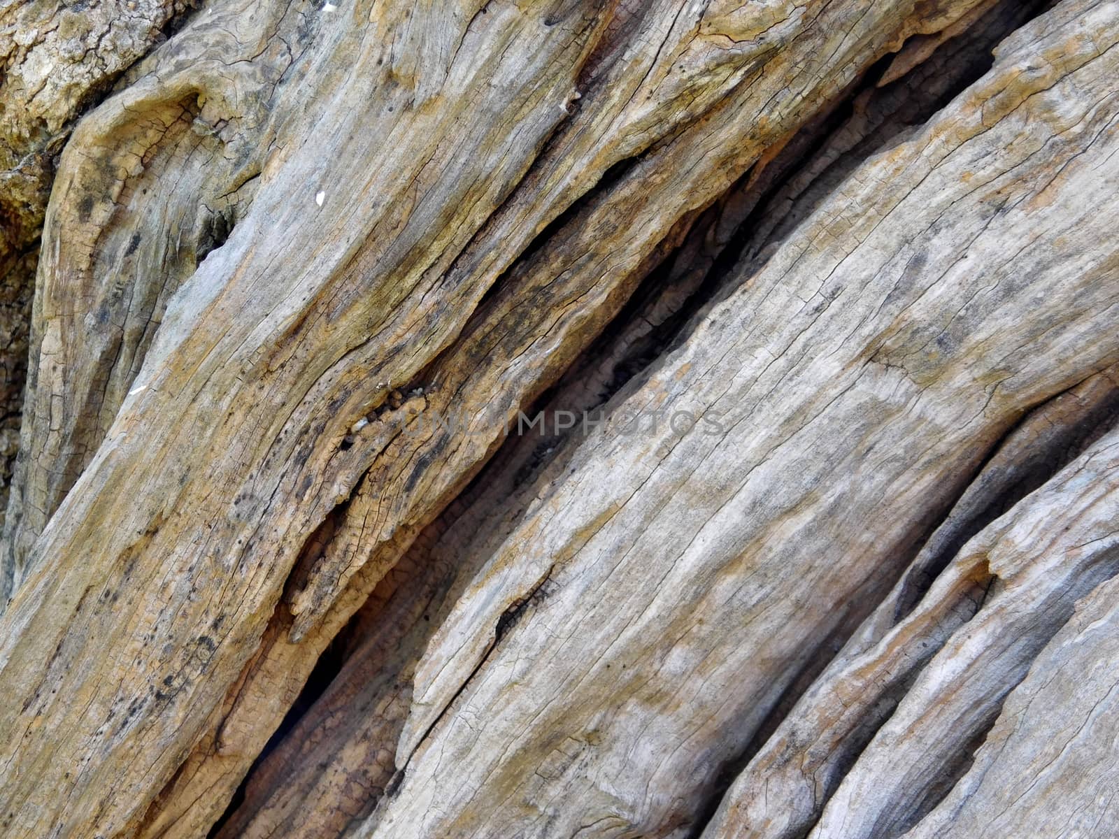 tree trunk texture