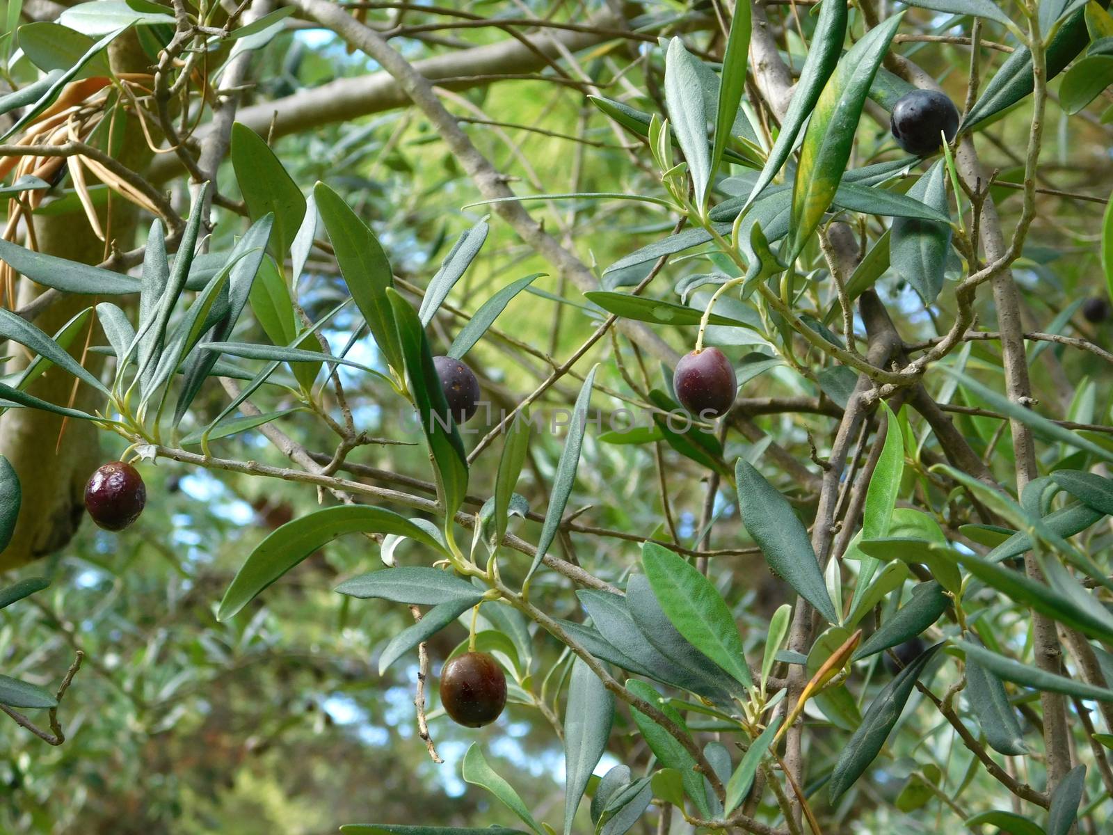 olive tree