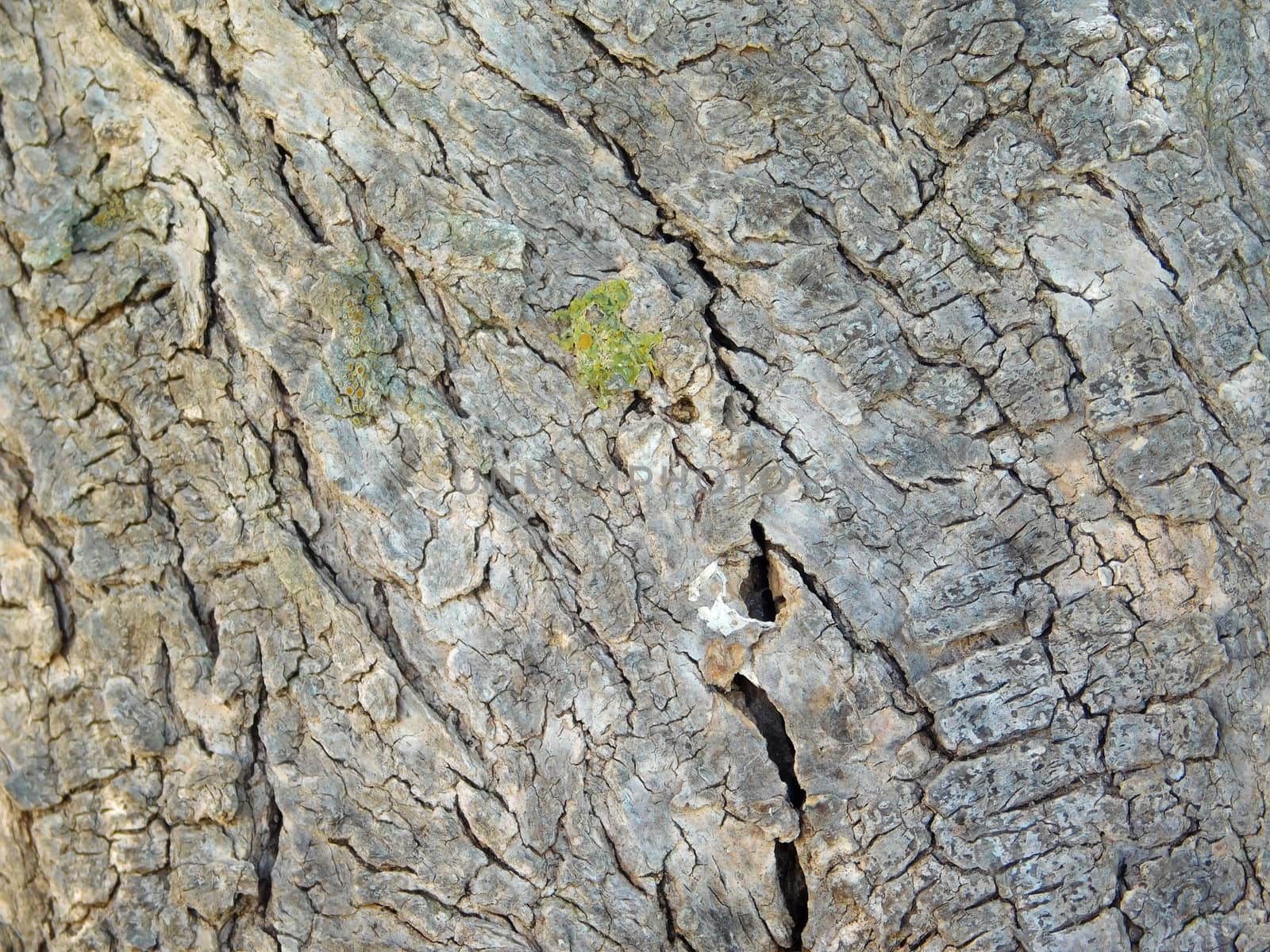 tree trunk texture