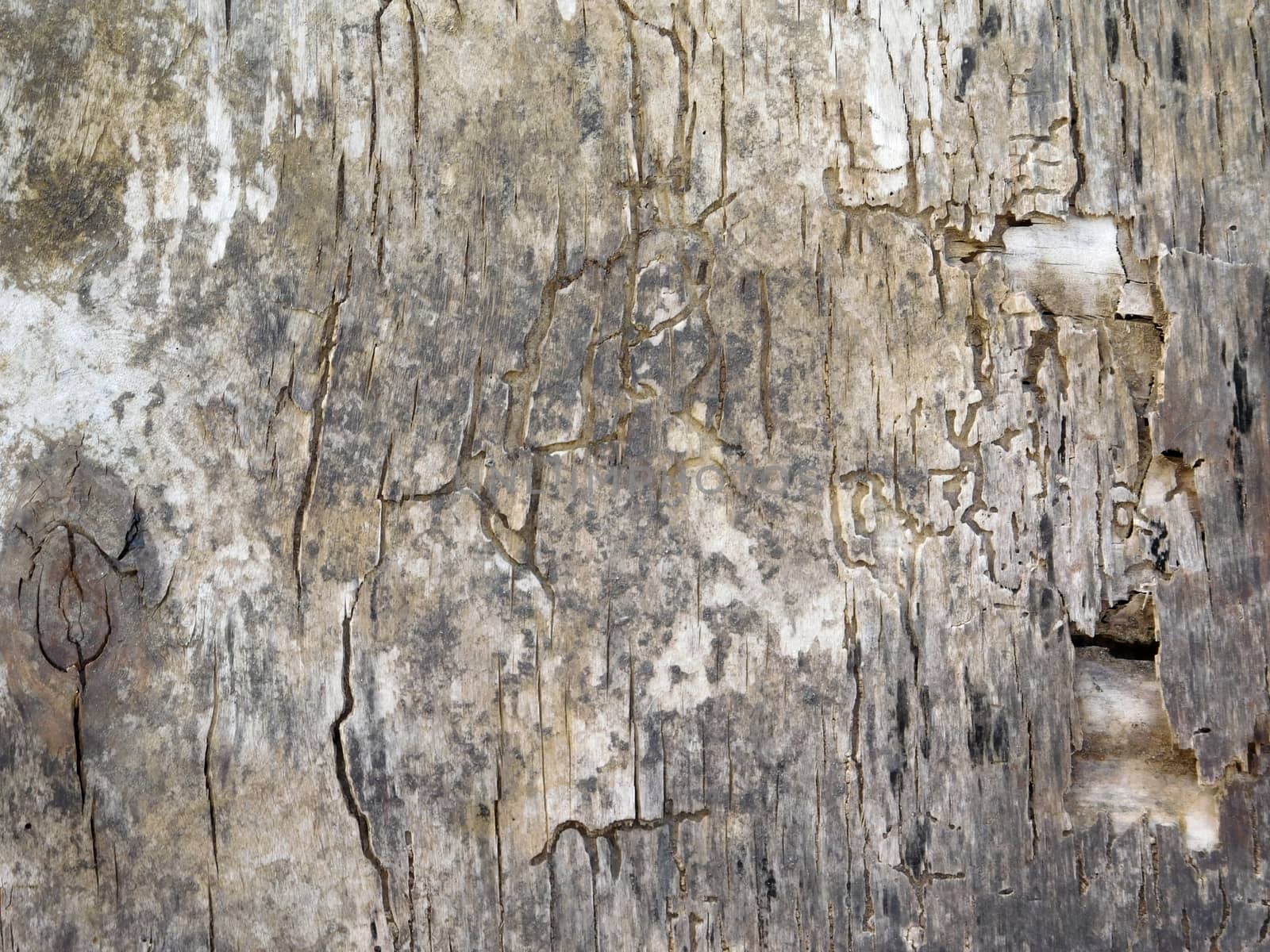 wood texture