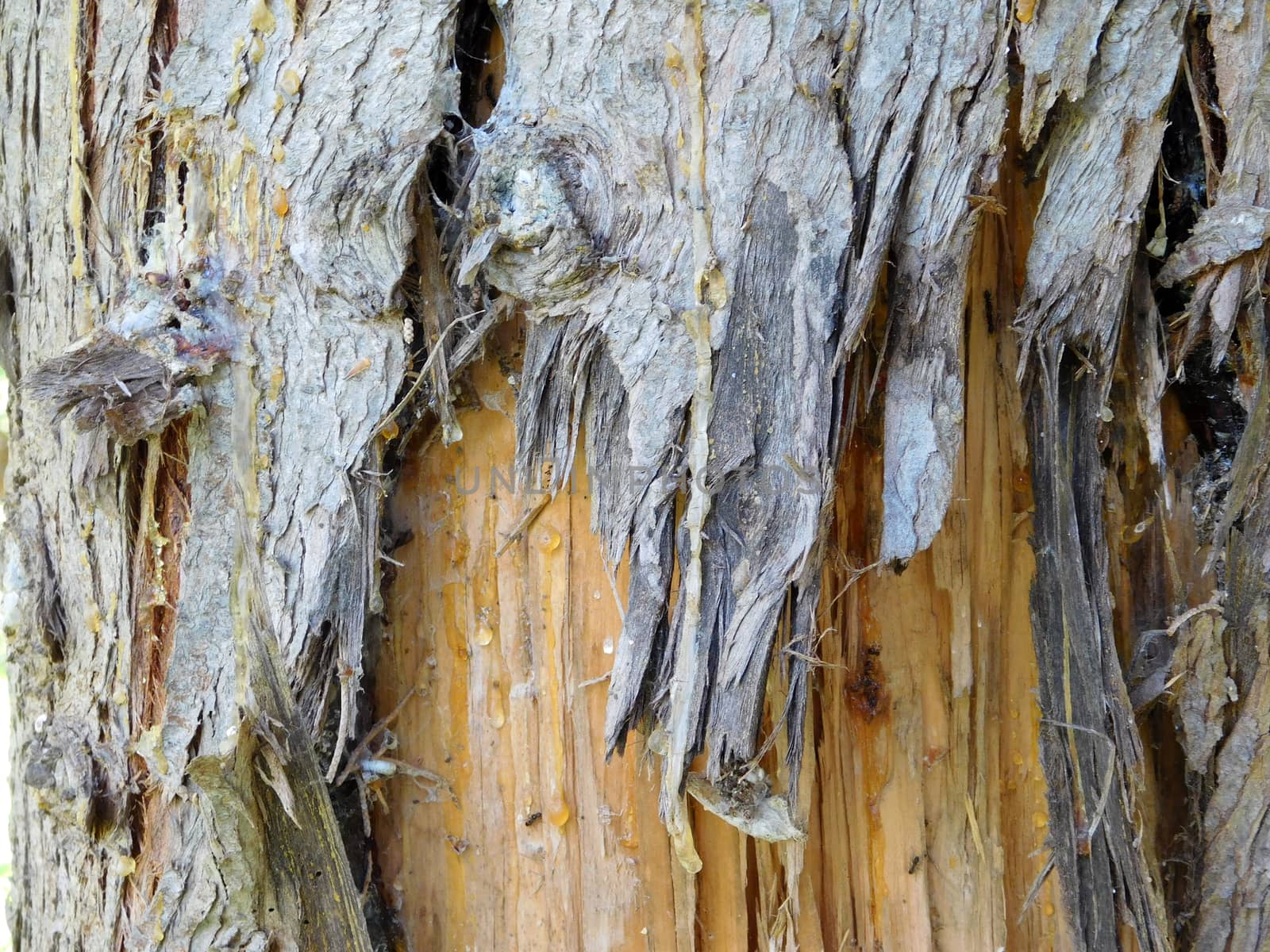 tree trunk texture