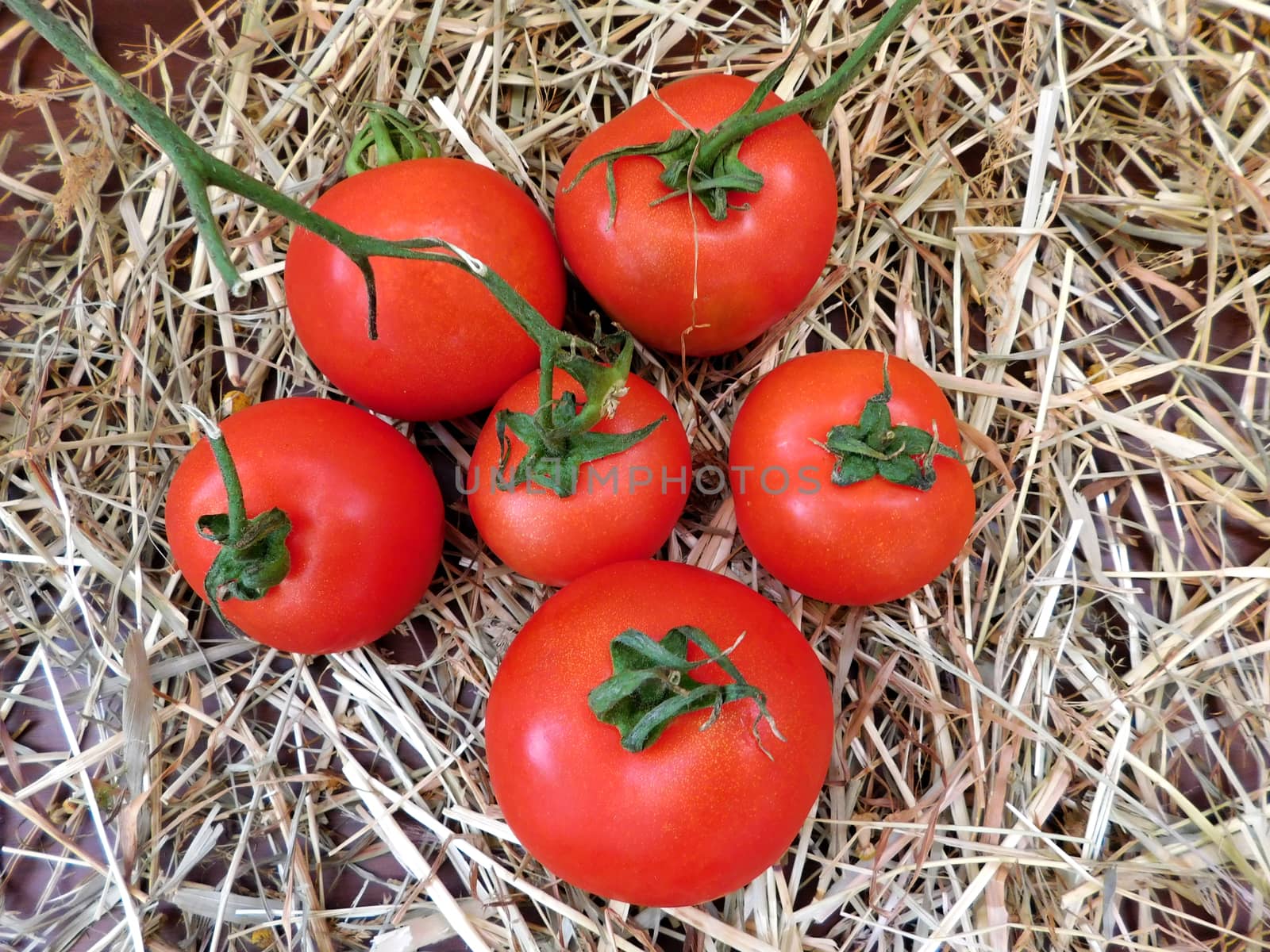 tomatoes
