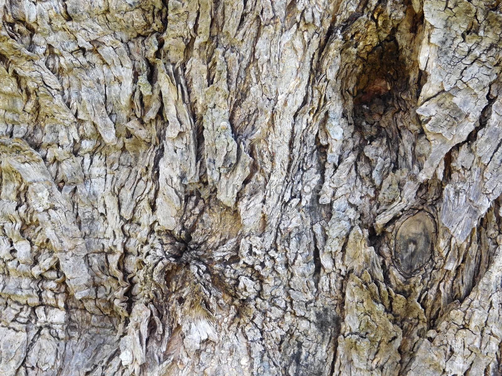 tree trunk texture