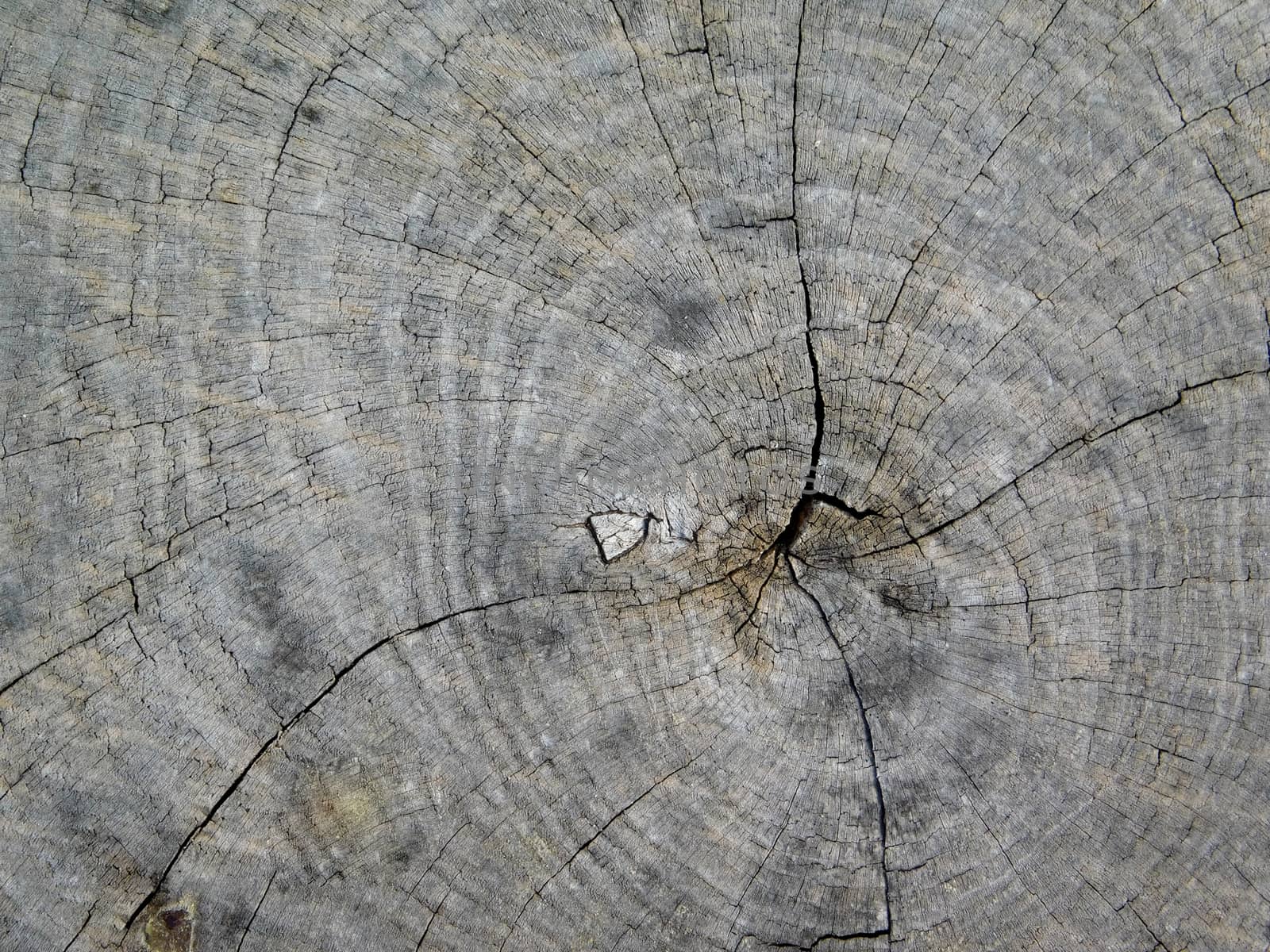 tree trunk texture