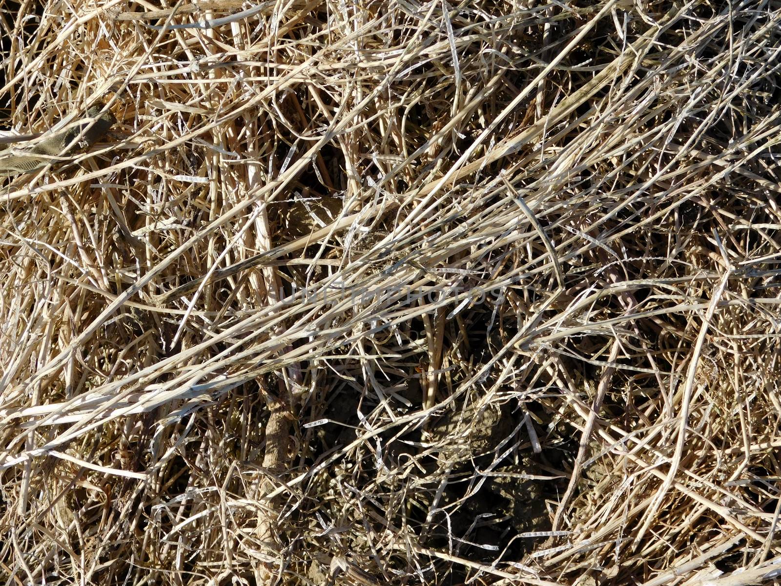 straw texture