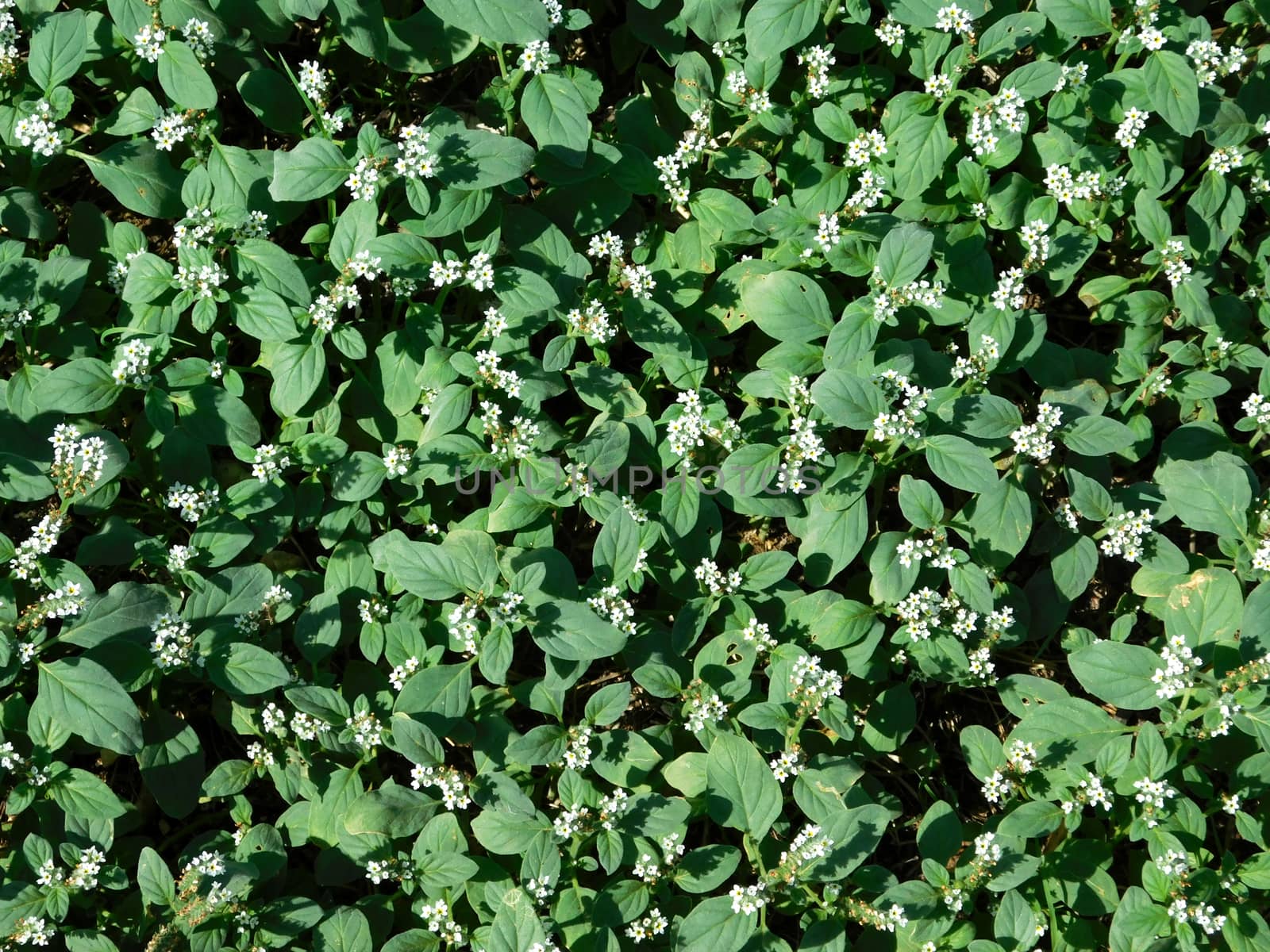 leaves