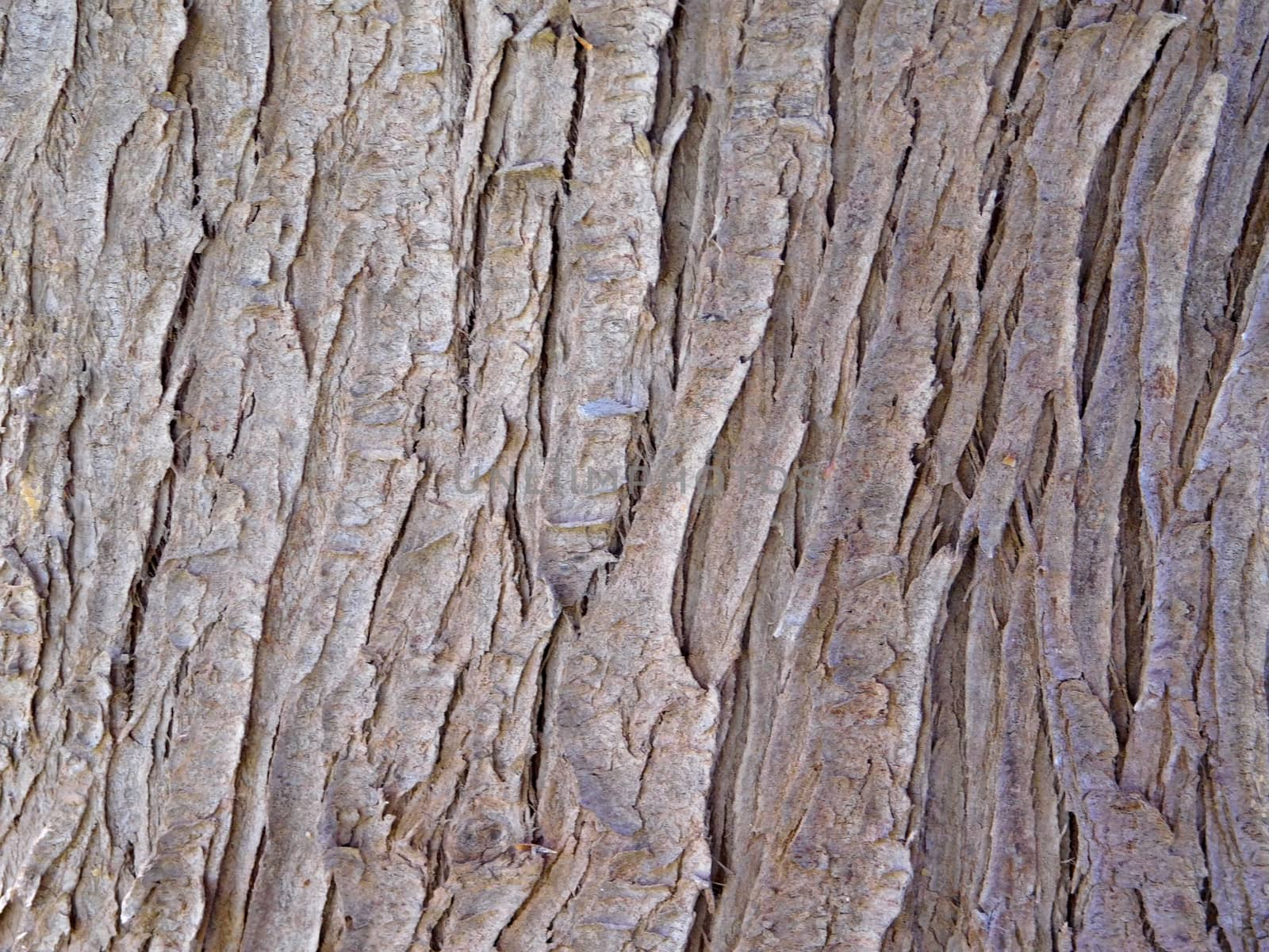 tree trunk texture