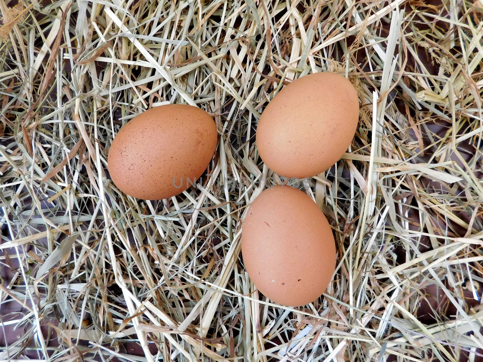 eggs