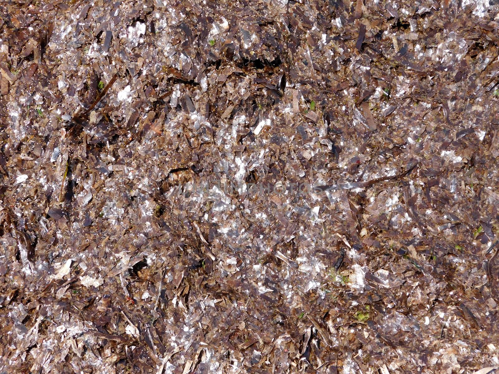 algae texture