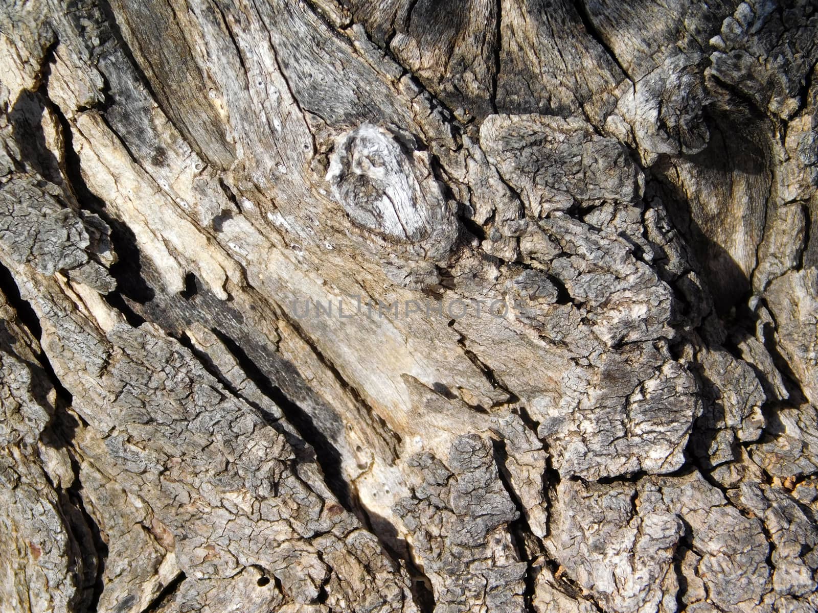tree trunk texture