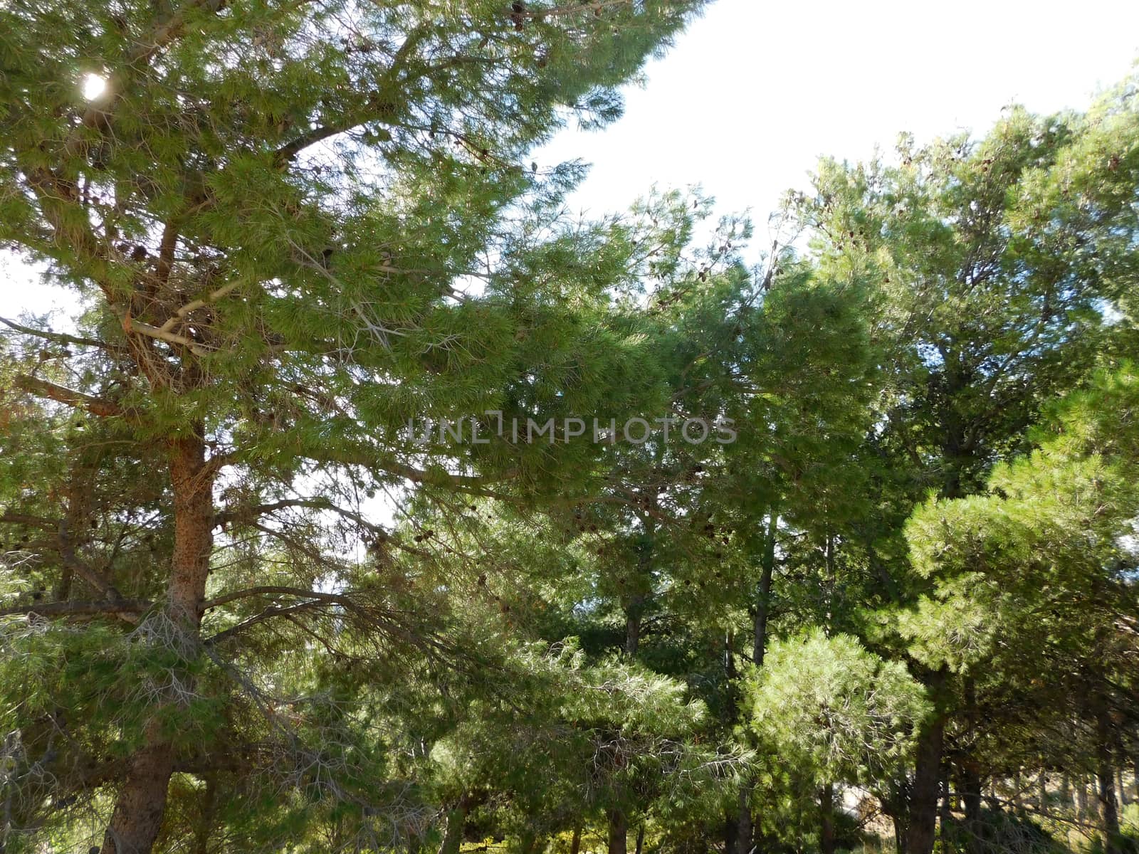 trees
