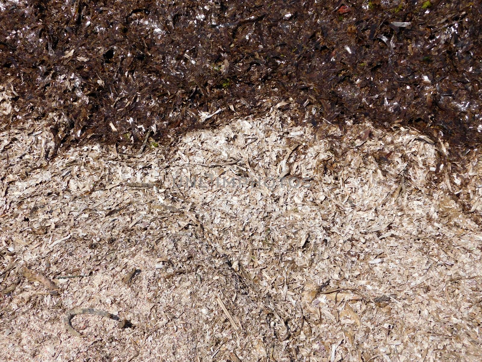seaweed