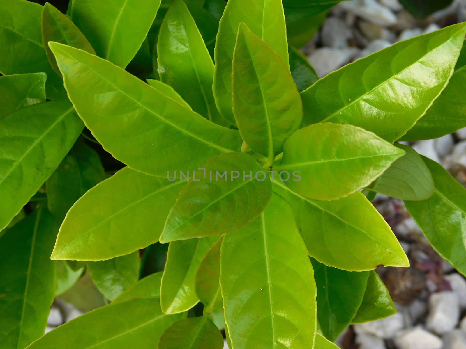 plants
