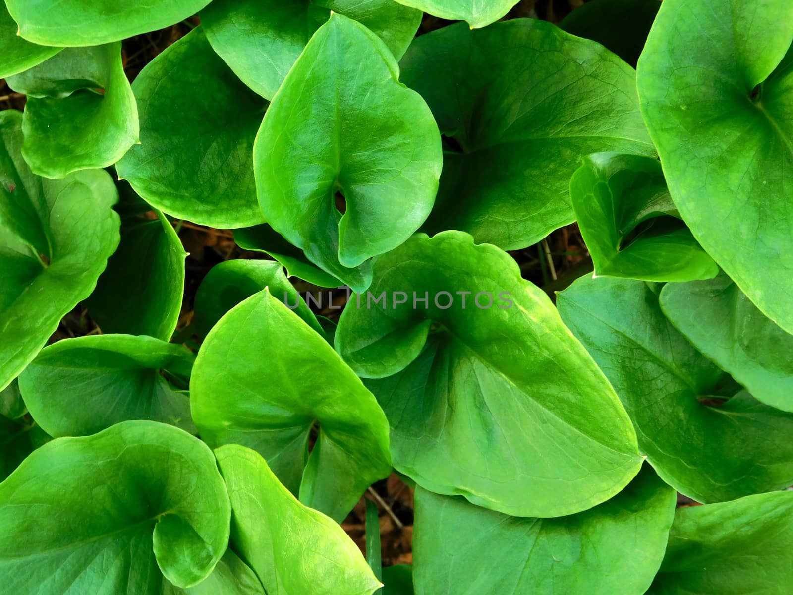 plants
