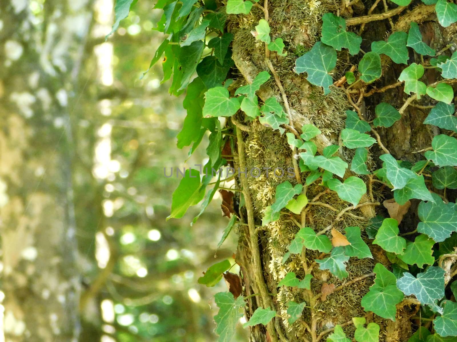 plants