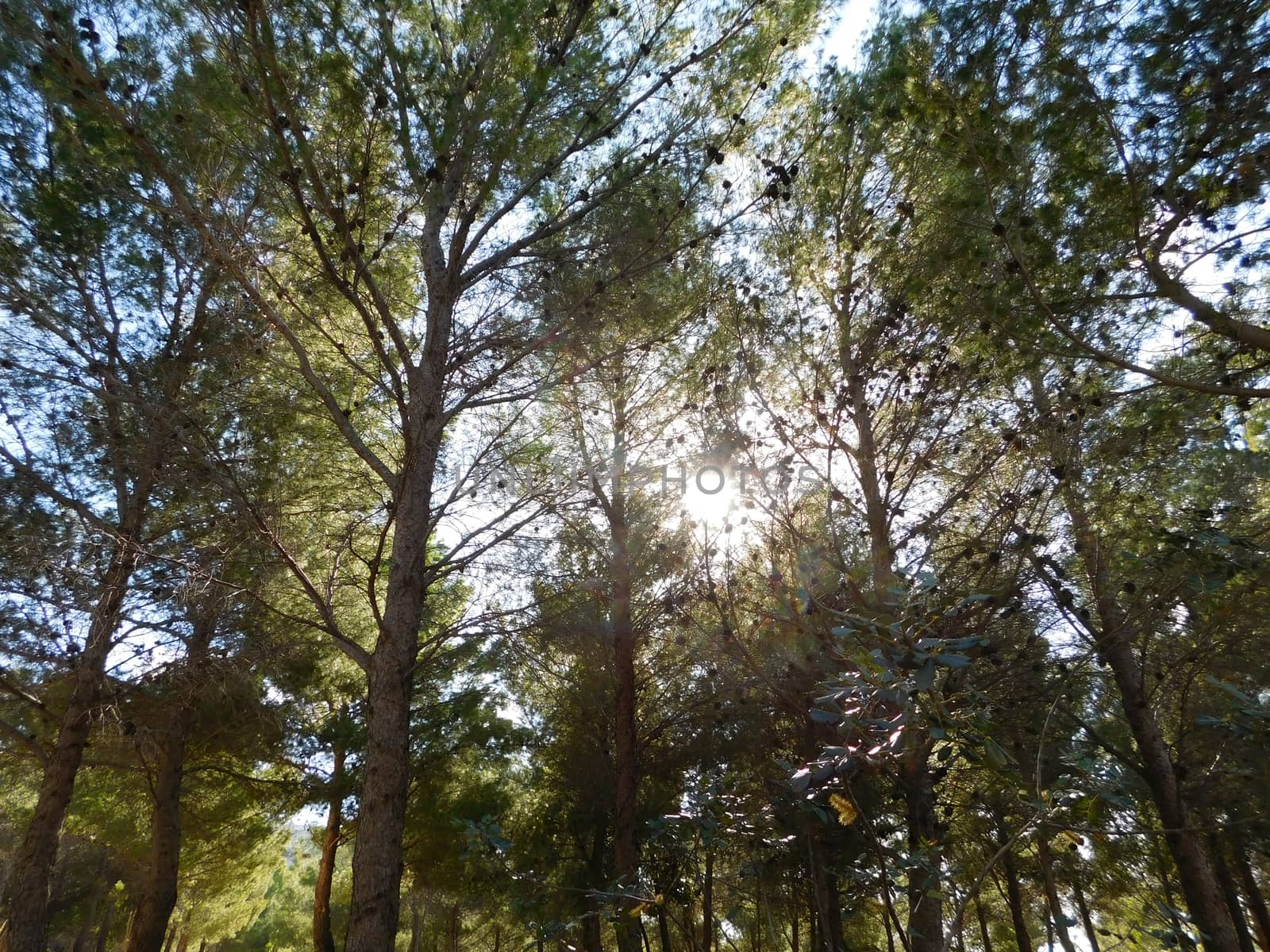 trees