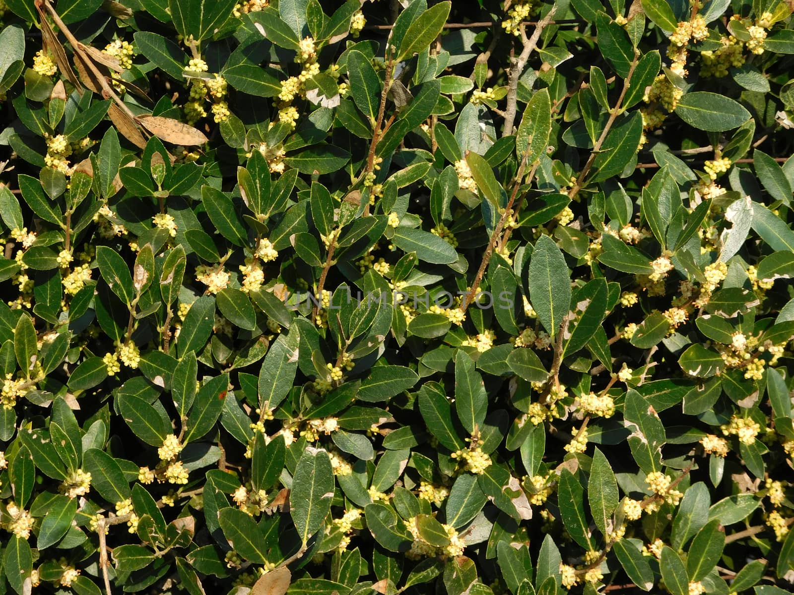 plants
