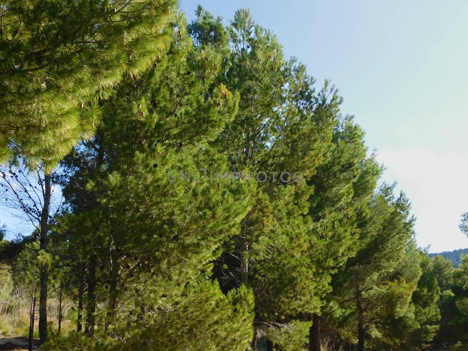 trees