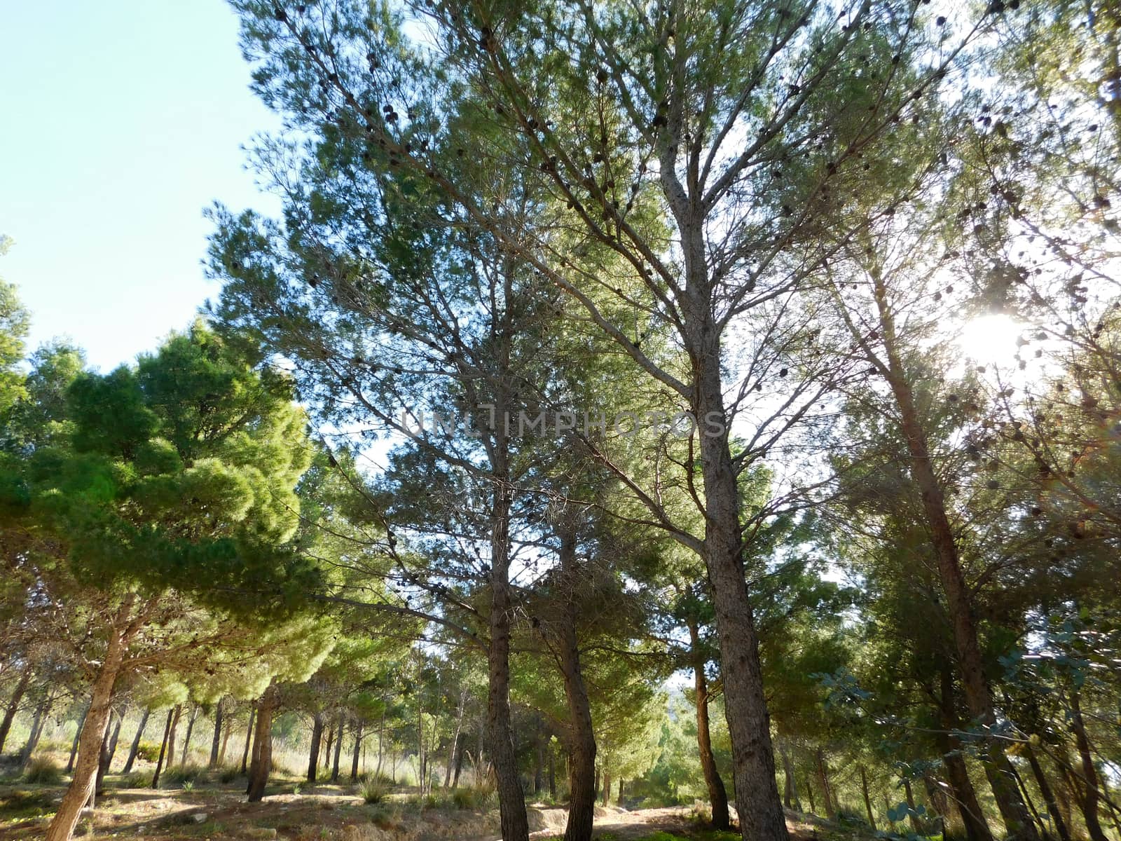 trees
