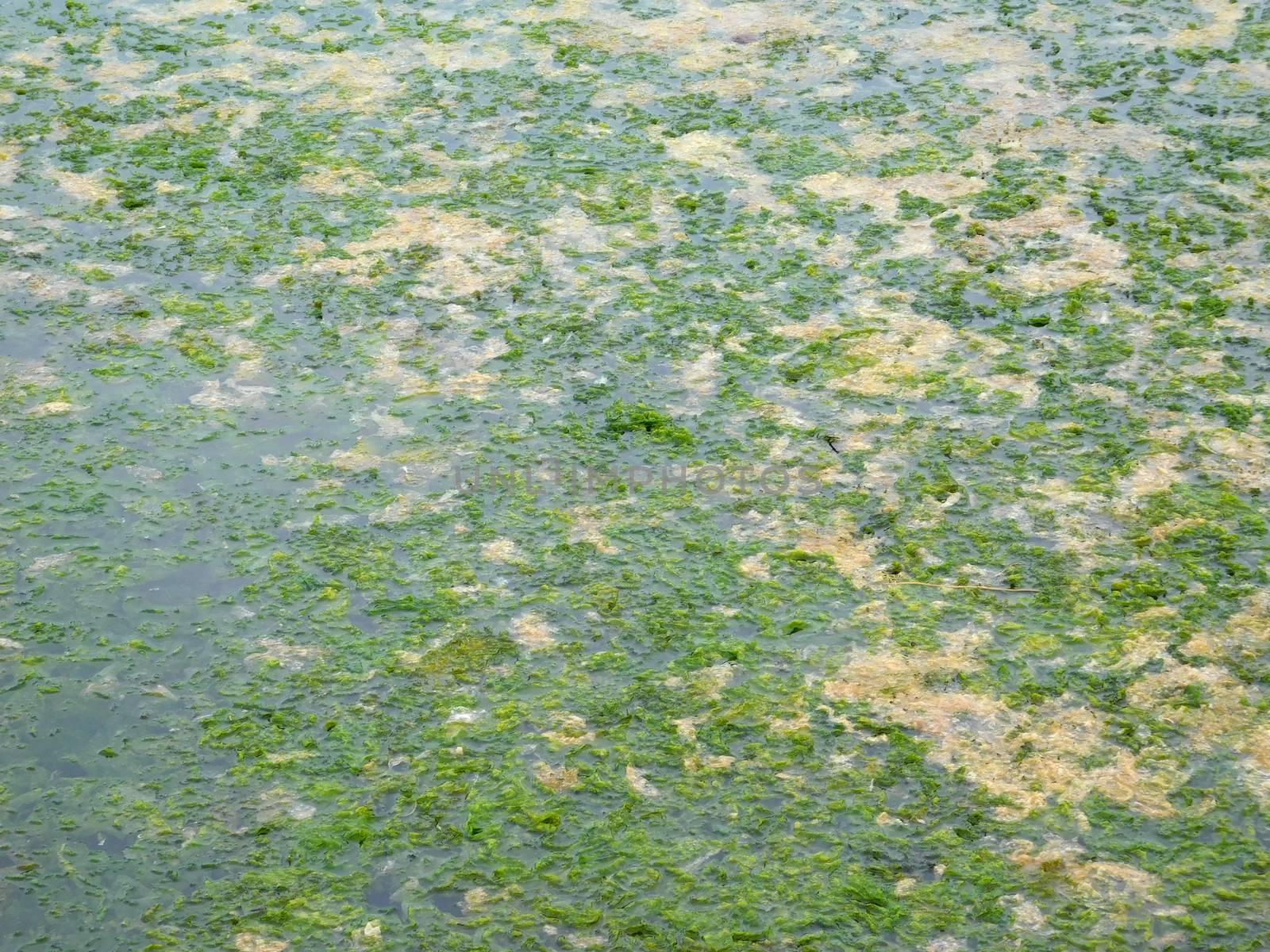 algae texture