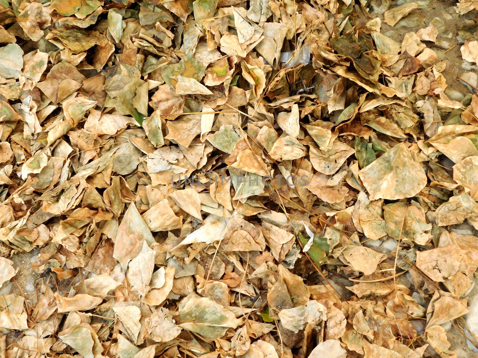Dry leaves