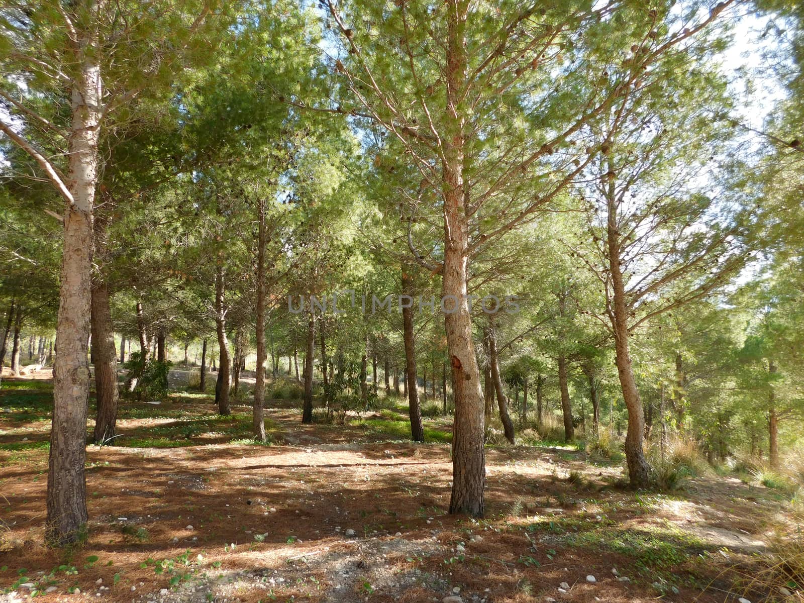 trees