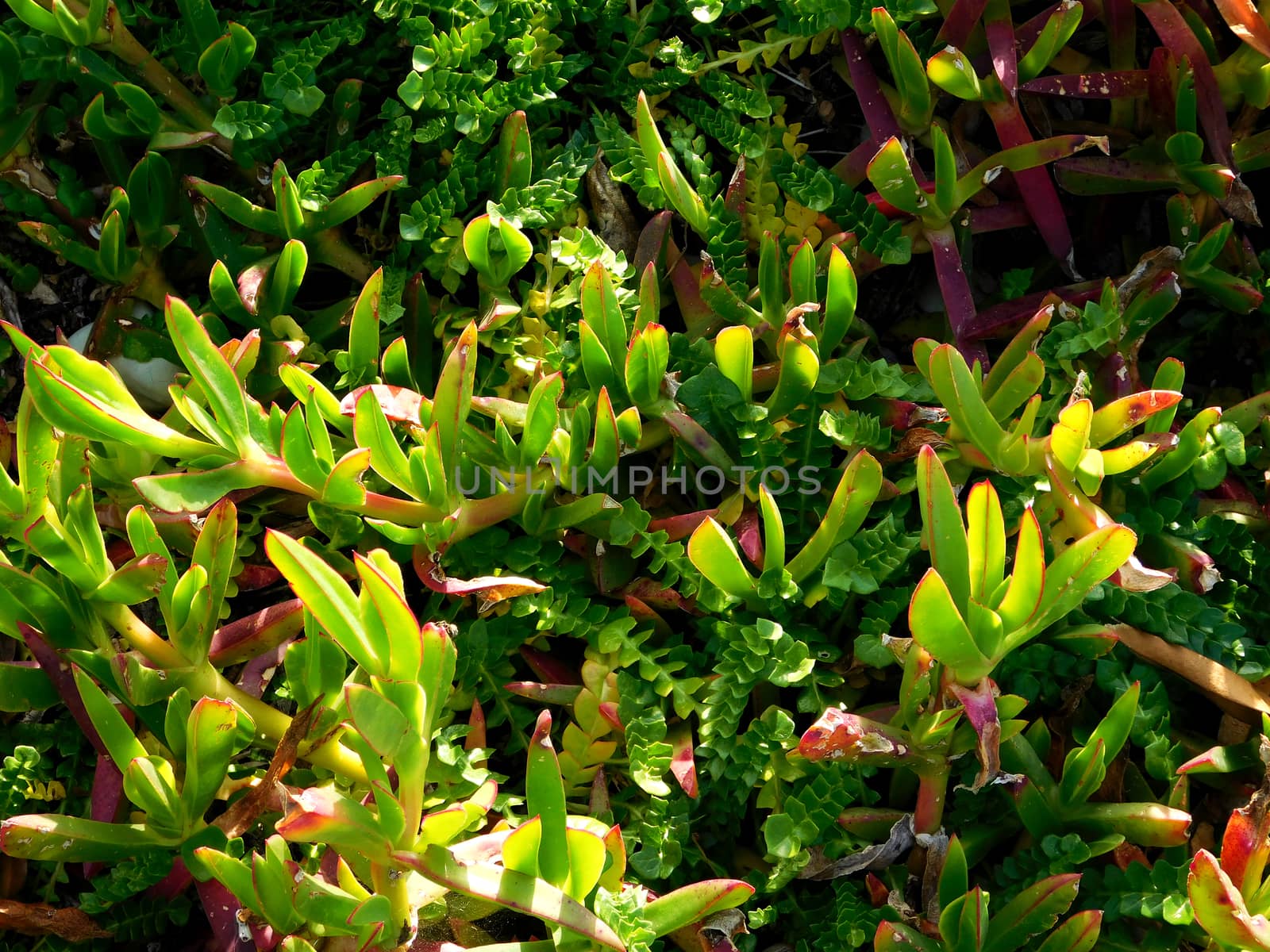 plants