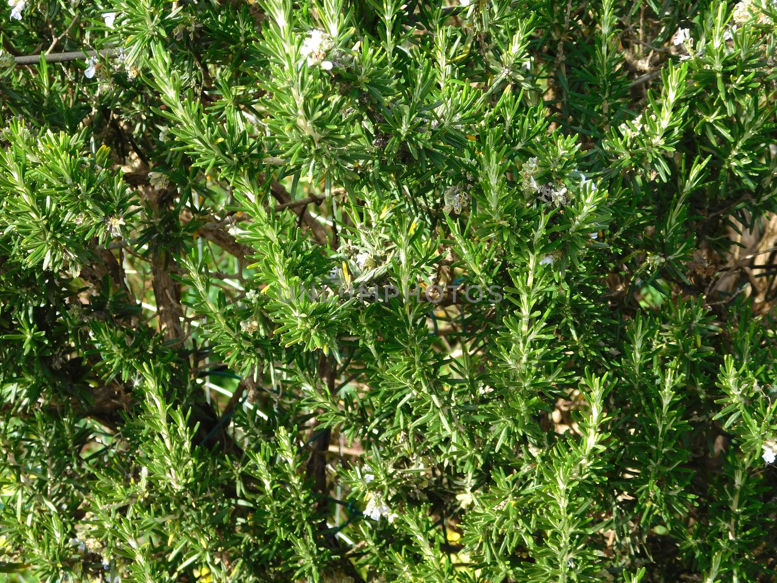 rosemary