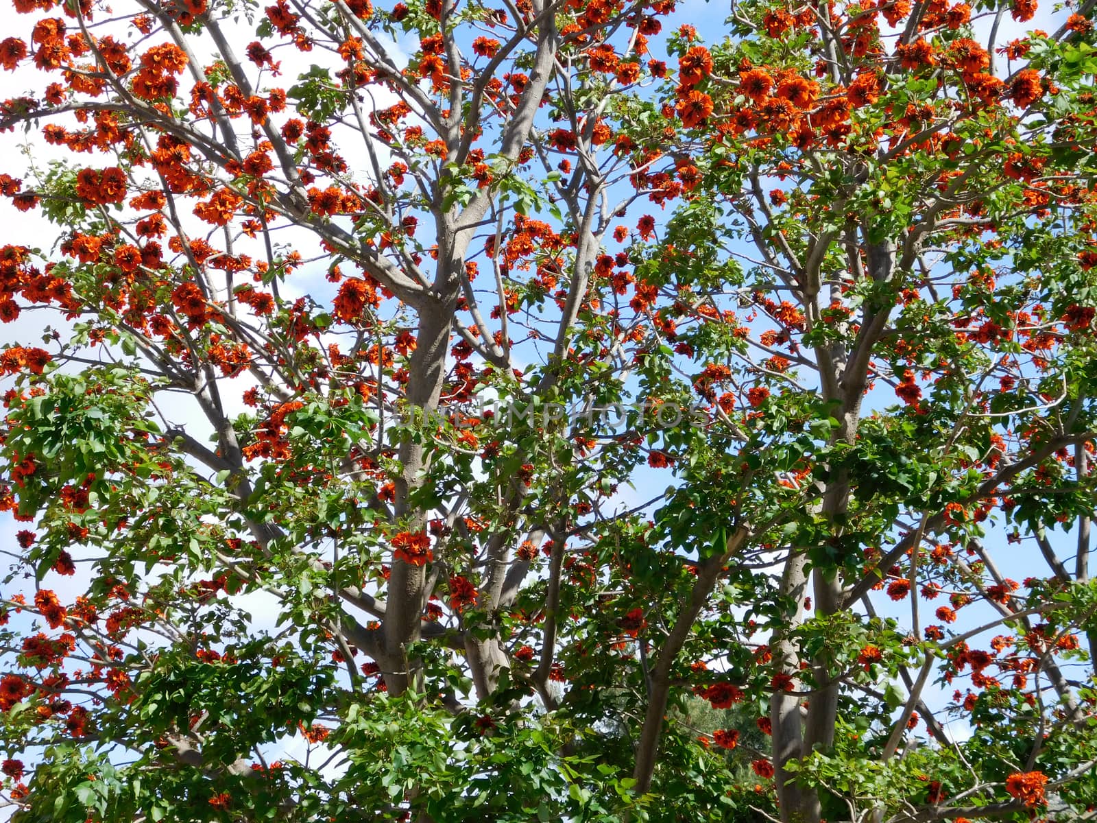 trees