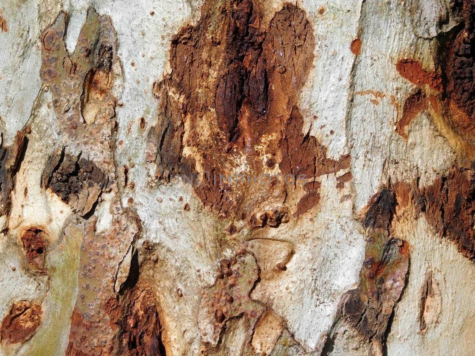 tree trunk texture