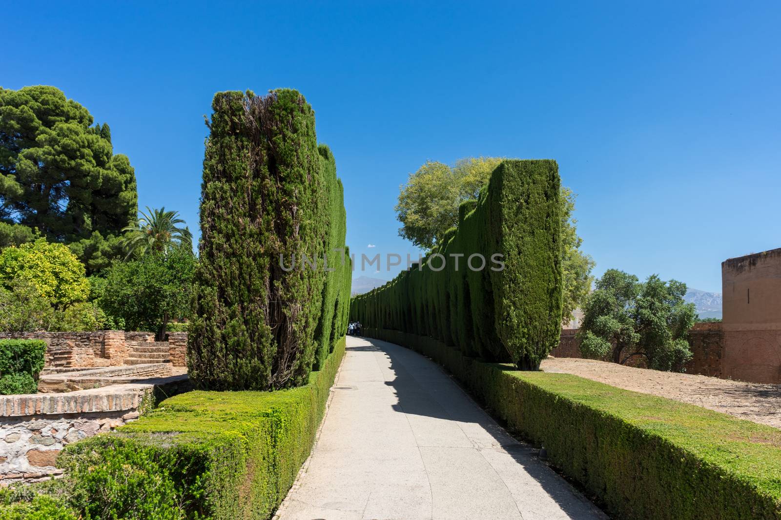 Tree lined curved pathway in beautiful gardens of the ancient Alhambra Palace in Granada on the Costa del Sol in Spain, Europe on a sunny day with blue sky