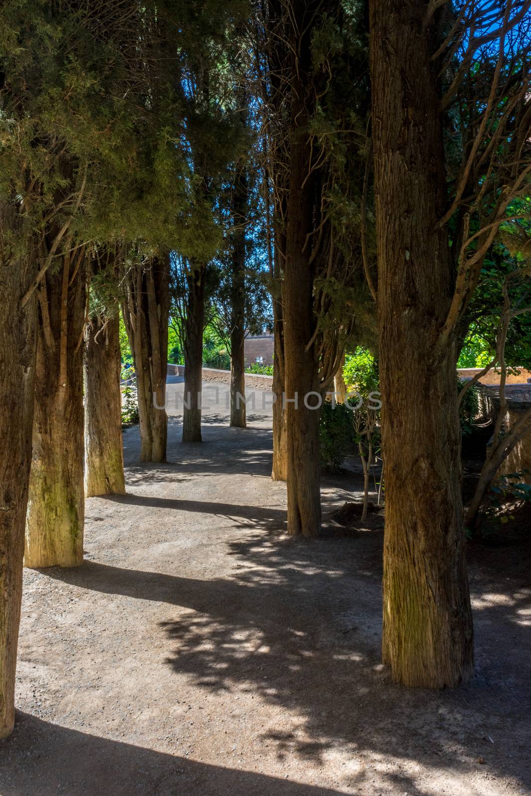 Trees in the Alhambra gardens in Granada, Spain, Europe on a bright summer day