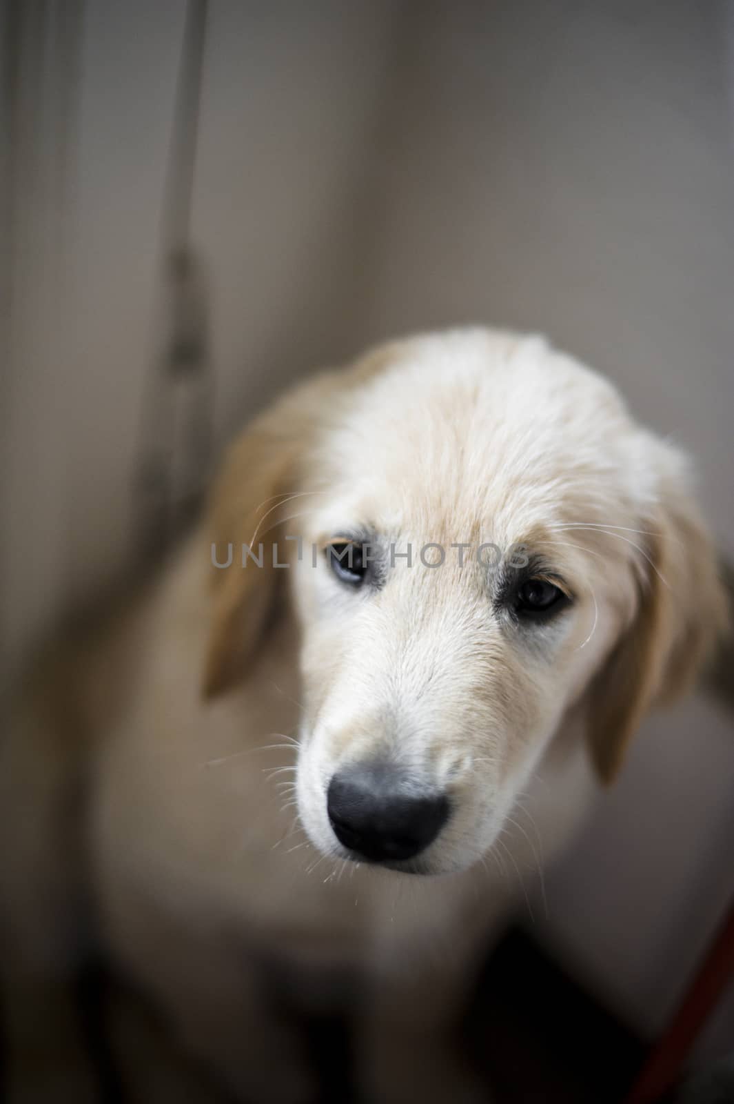 portrait of golden retriever puppy dog at home